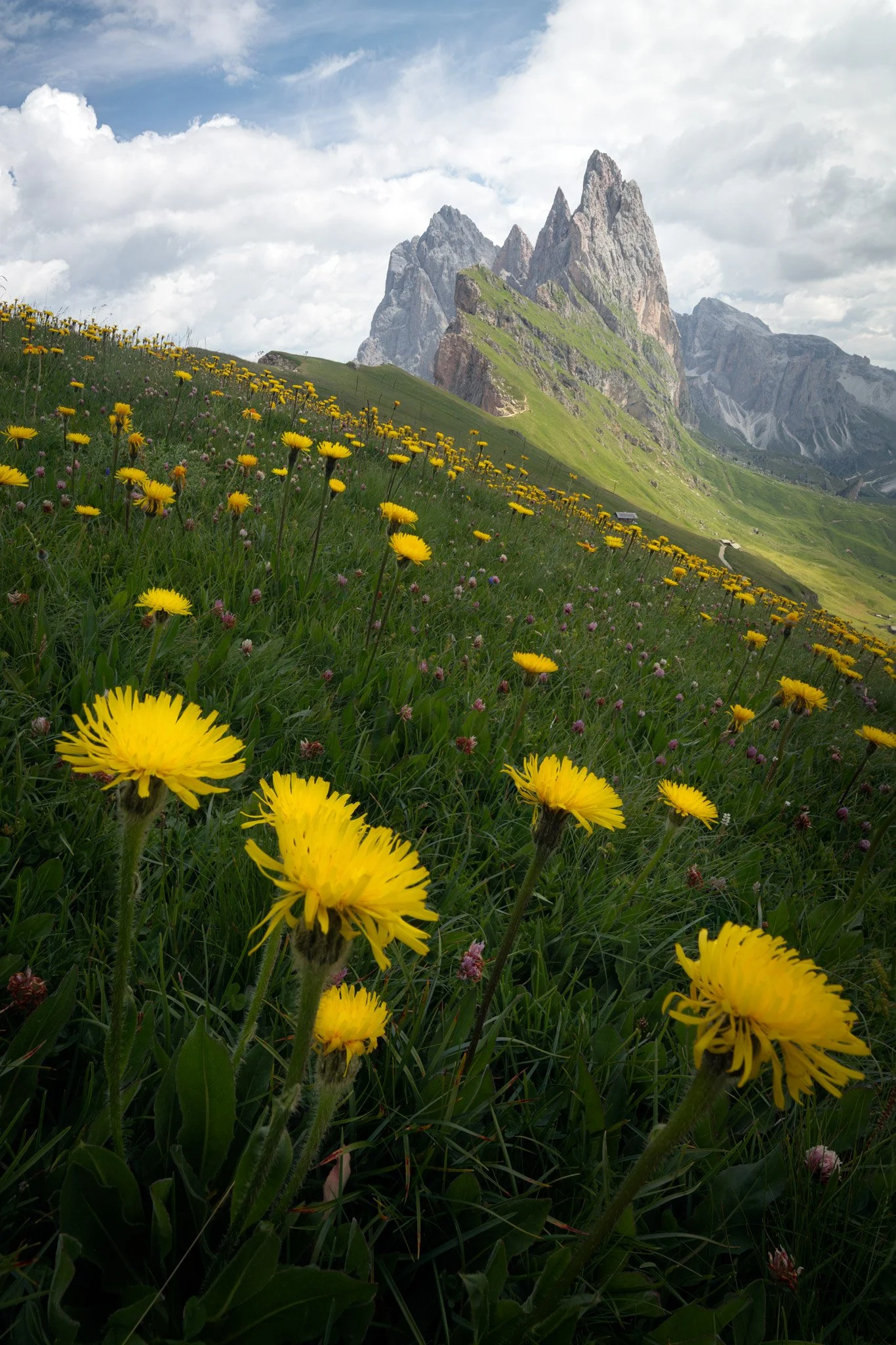 Seceda summer - Italy 2024