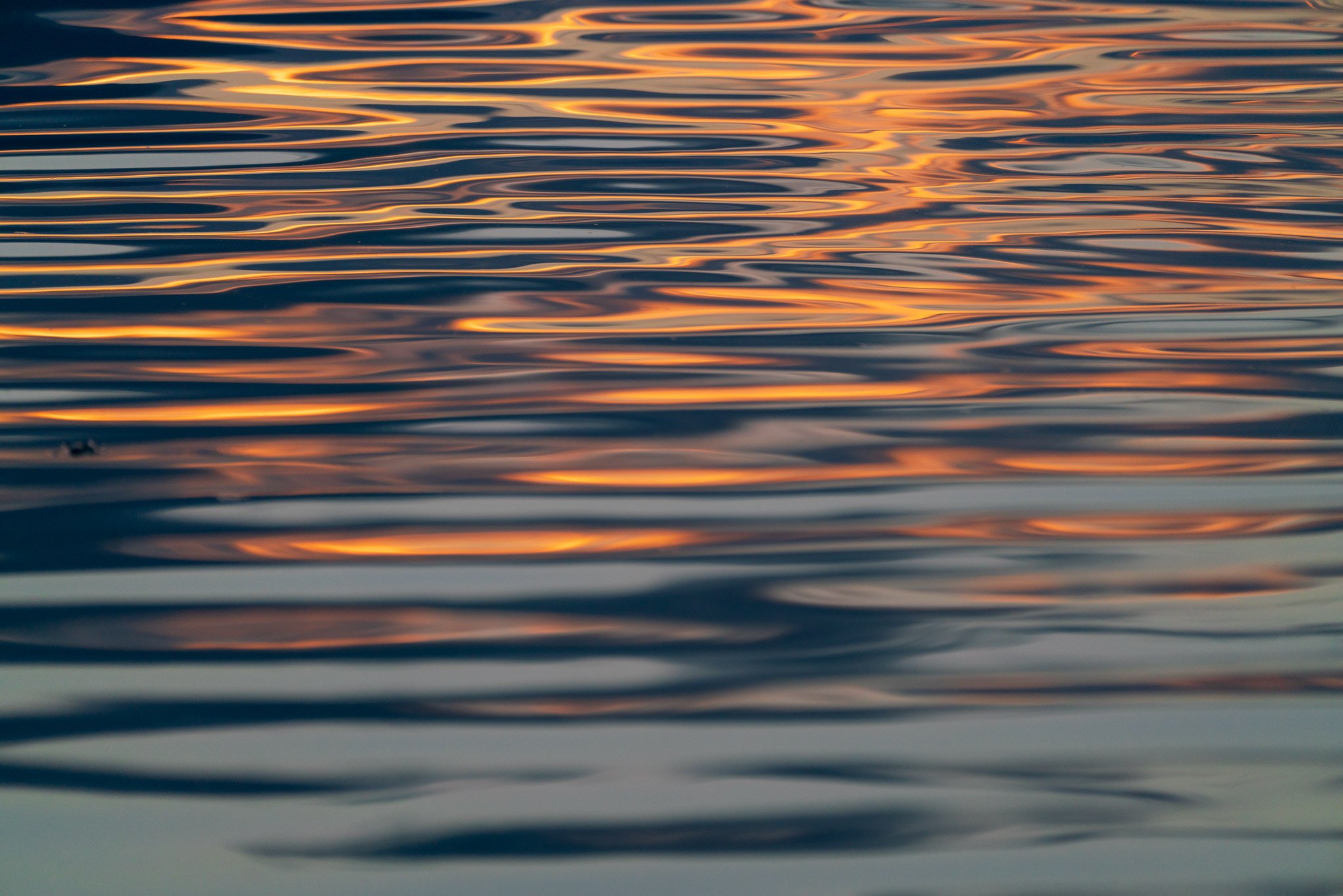 Golden waters - 2026