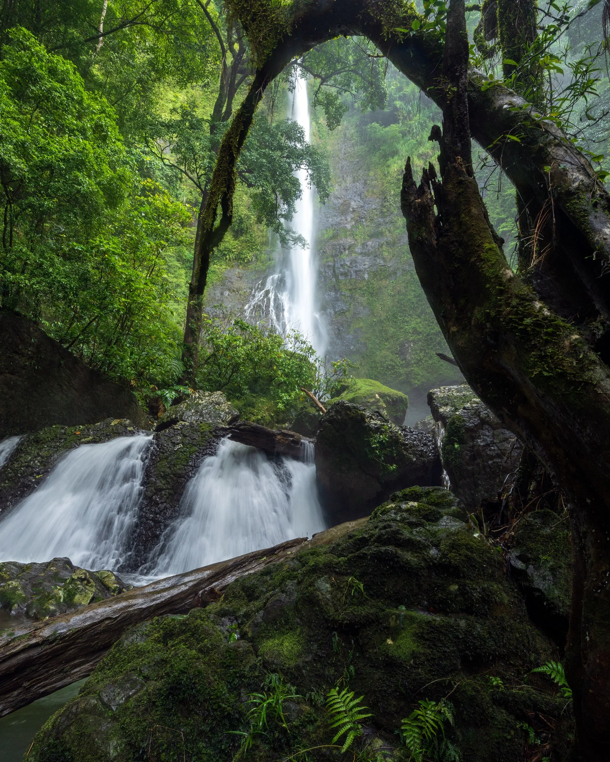 Framed by Chaos  - Wooroonooran national Park 2023