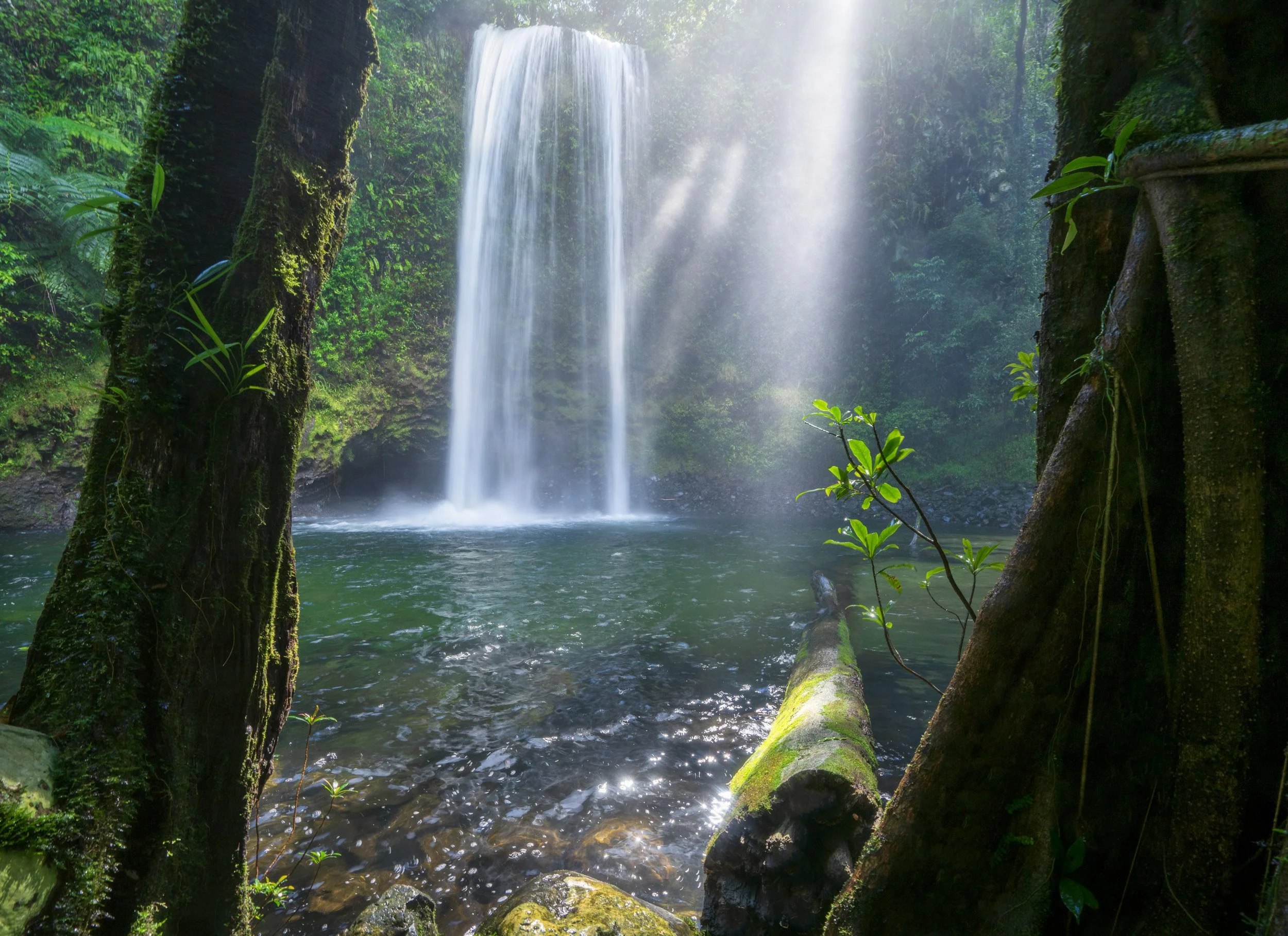 Illuminated - Wooroonooran national Park 2025 