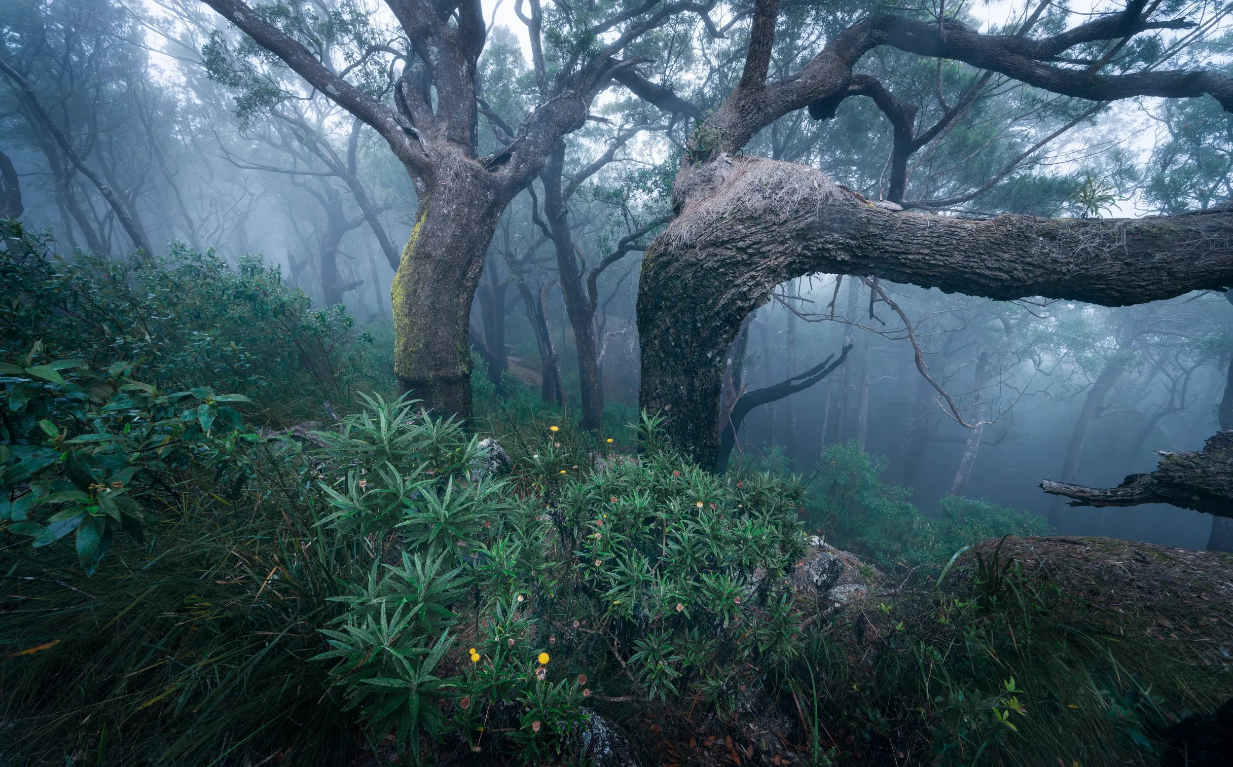 White noise - Din din national park 2024
