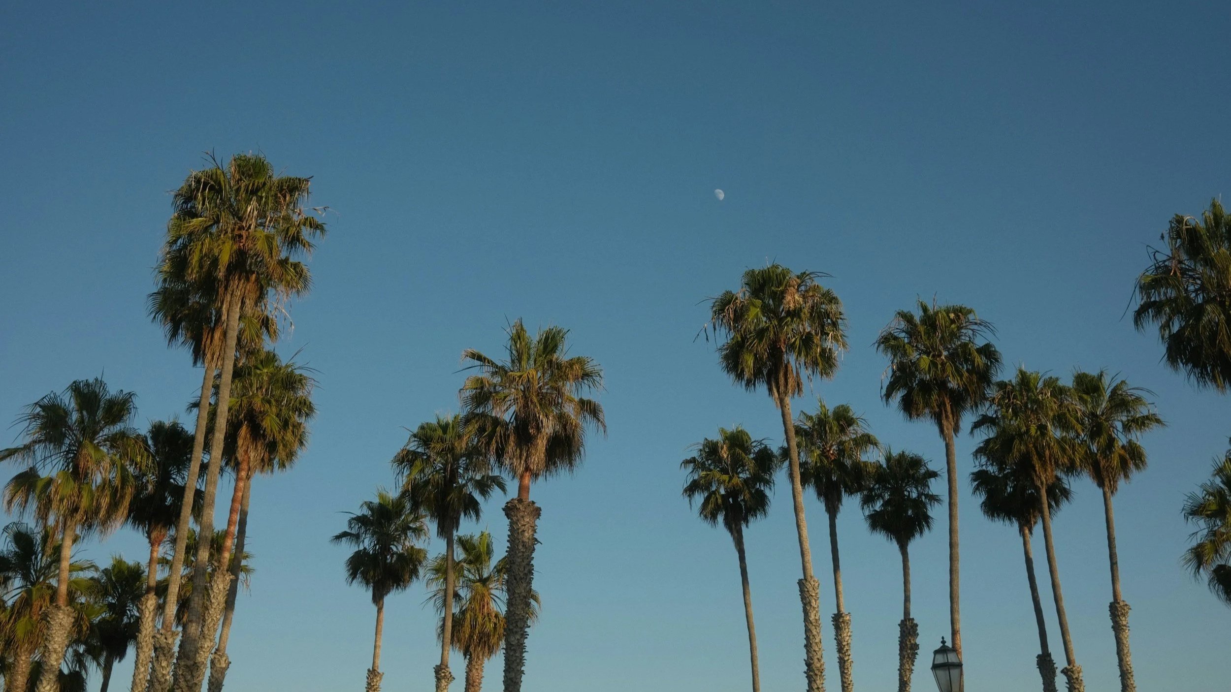 Tall palm trees against a clear blue sky with a visible moon.