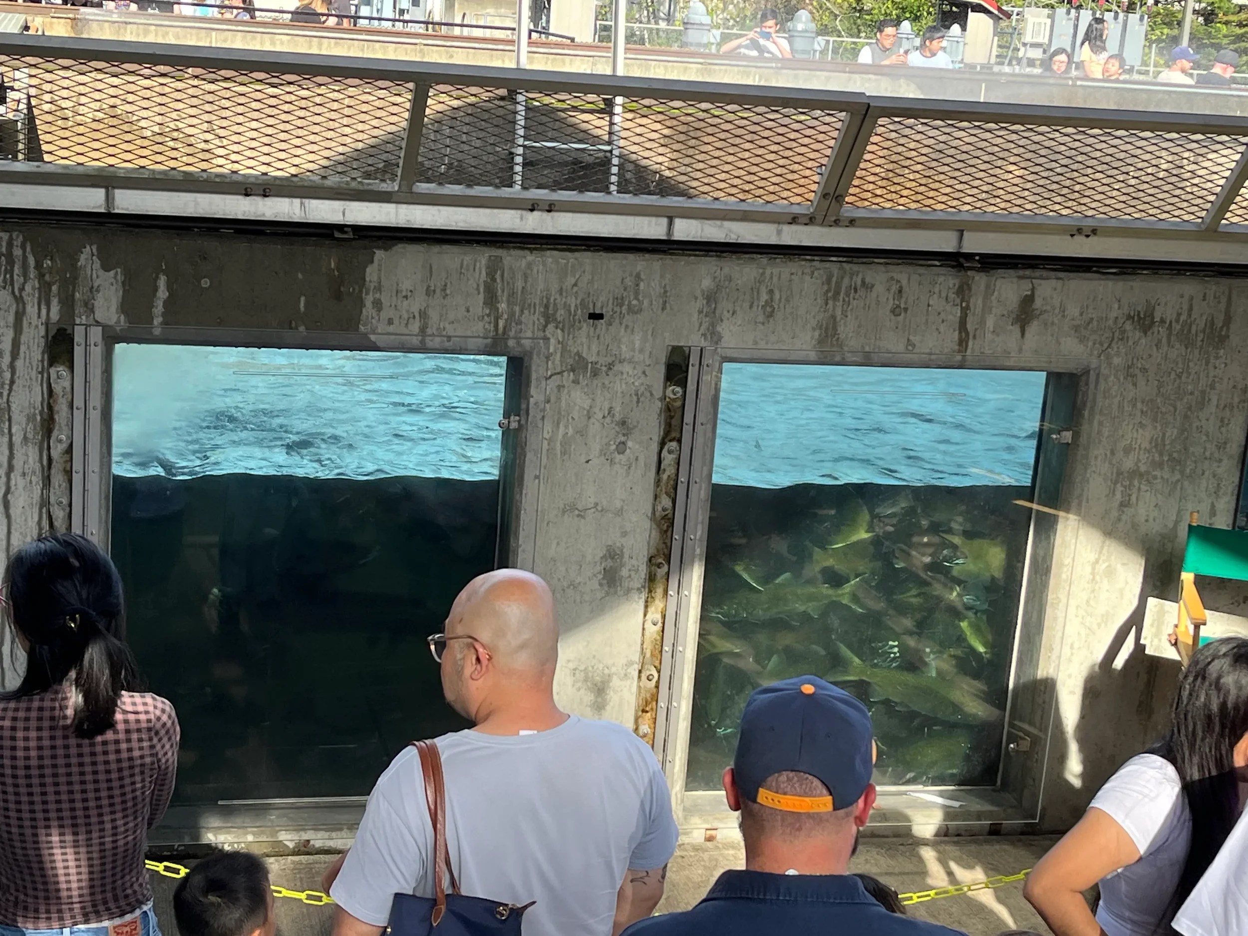 Group of people looking at MANY salmon through the viewing window at Issaquah Salmon Hatchery