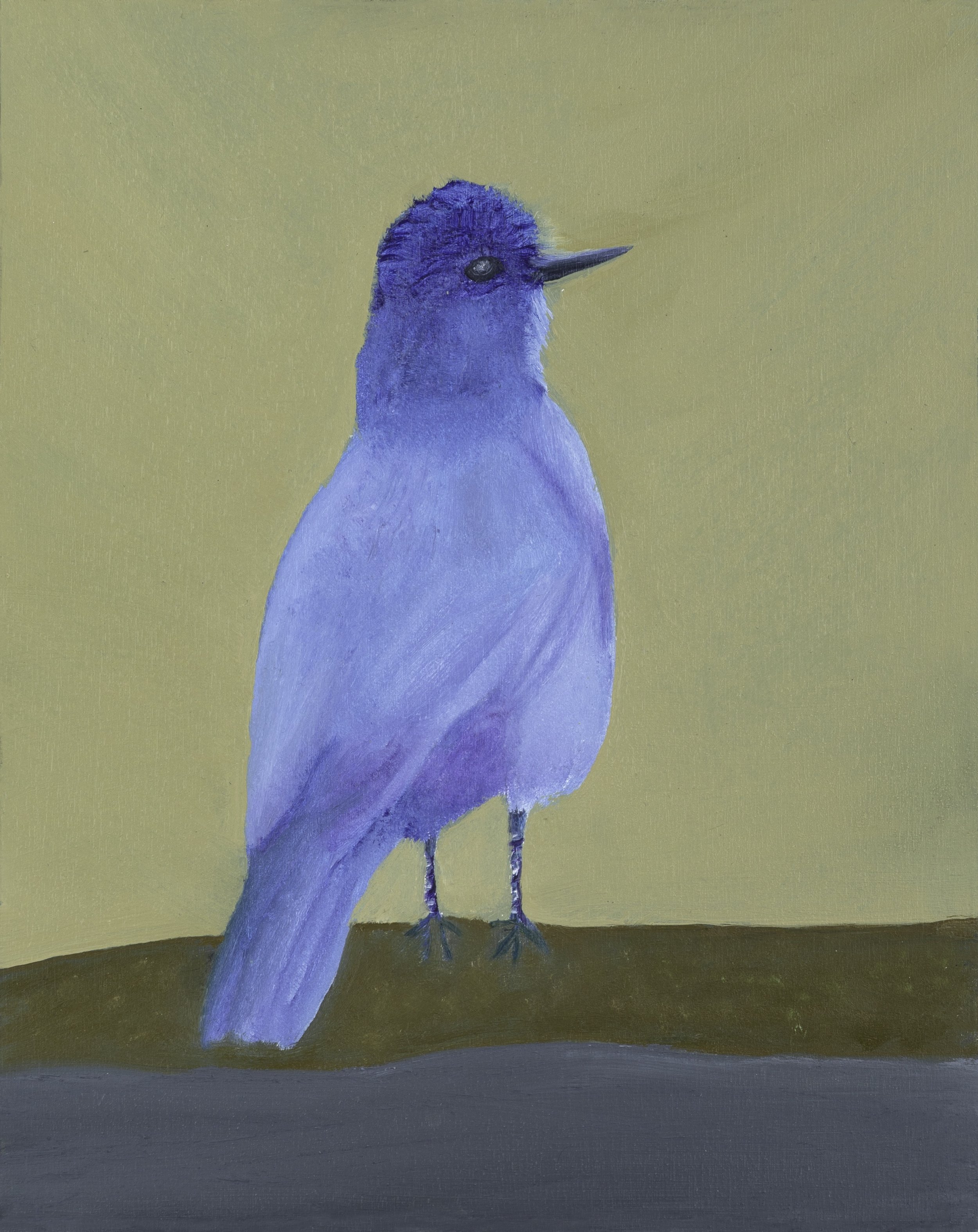 Pinon Jay