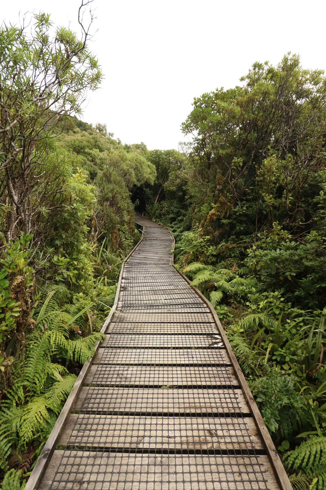 Boardwalk through forest