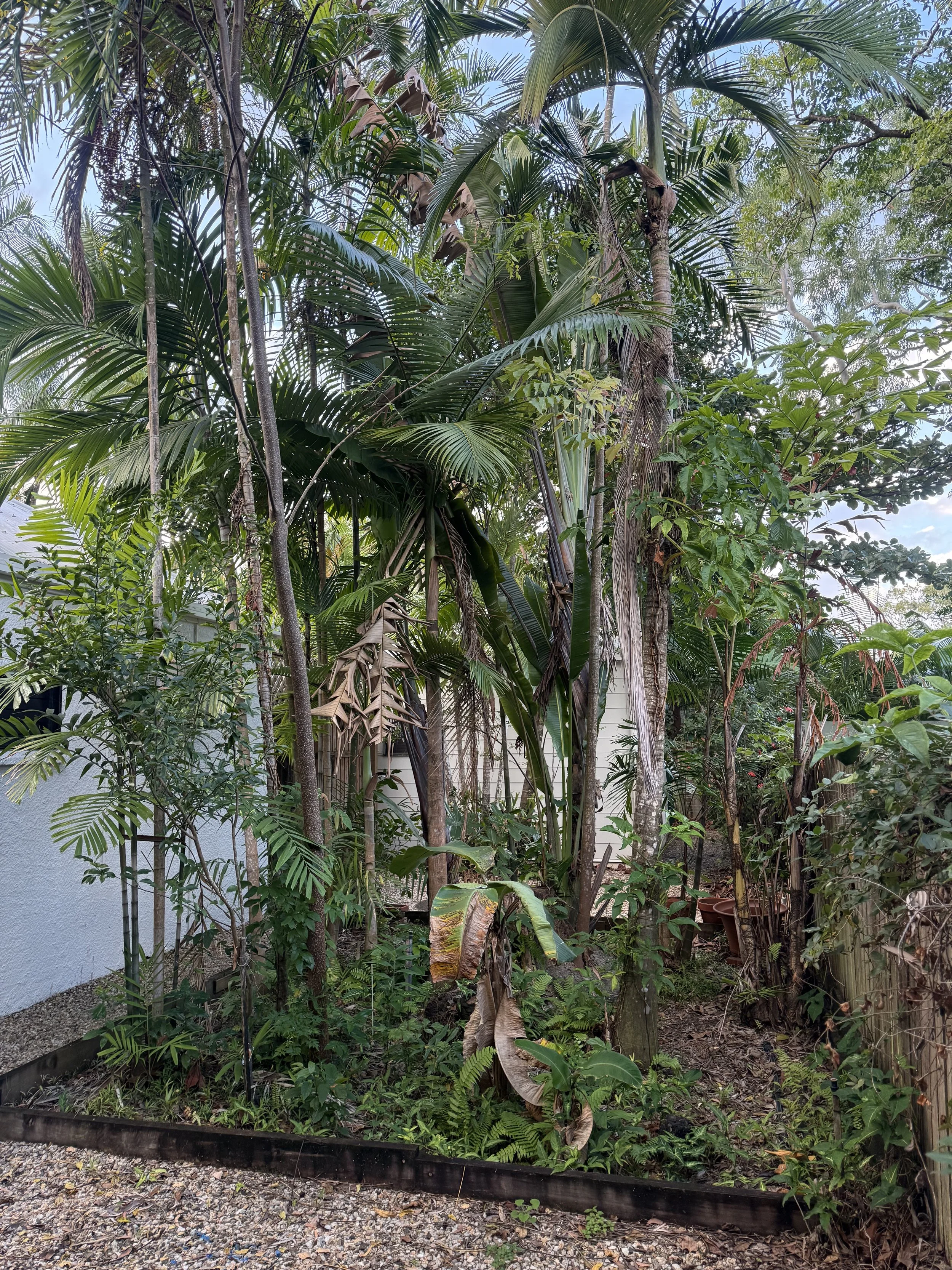 A lush garden with various tropical plants and trees, some with large green leaves, under a partly cloudy sky.