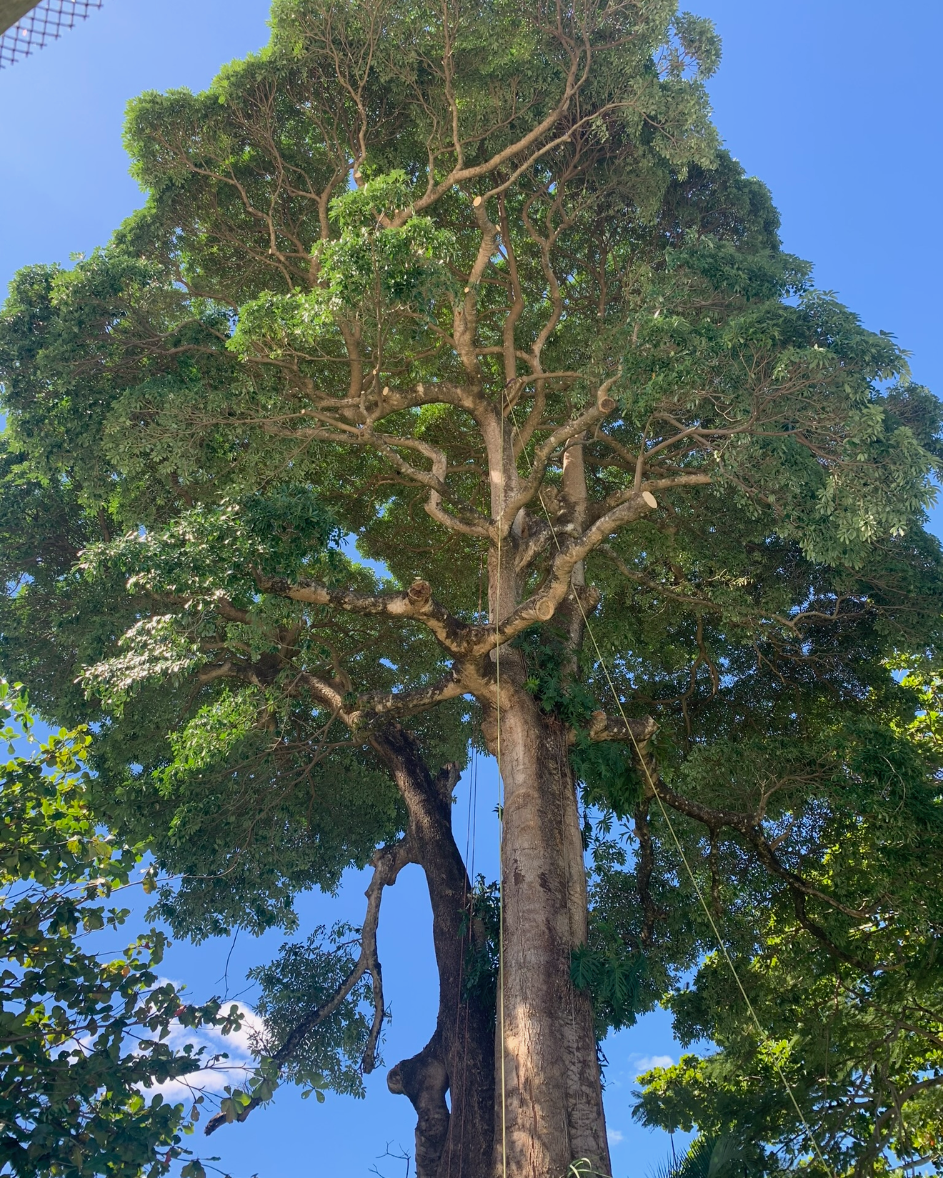 Tall tree with a thick trunk and sprawling green canopy against a bright blue sky.