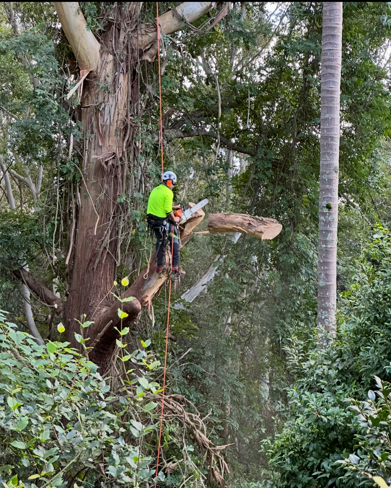 Tree cutter in bright yellow shirt cutting a broken limb from tall tree with chainsaw.