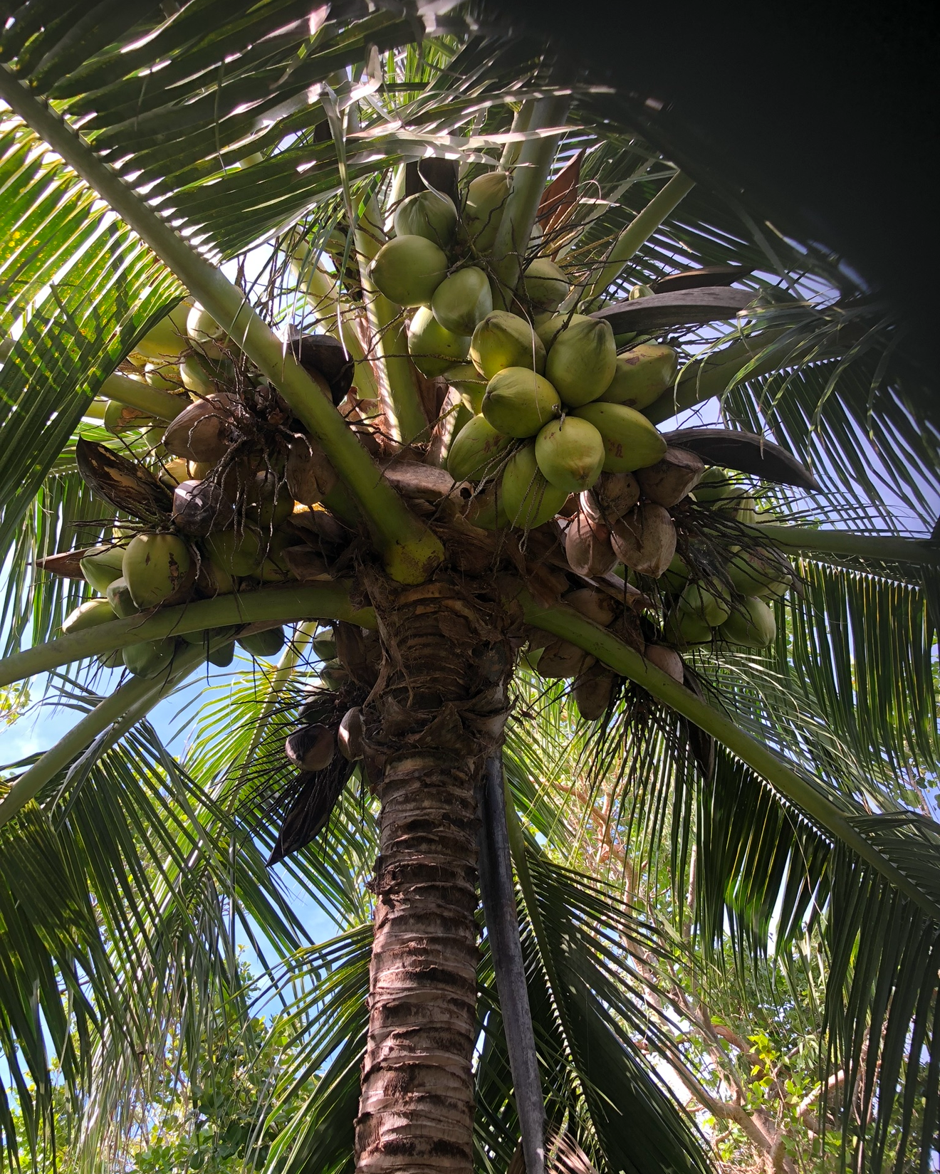A view looking up at a coconut palm tree with clusters of green coconuts hanging from the top of the trunk, surrounded by long green palm fronds.