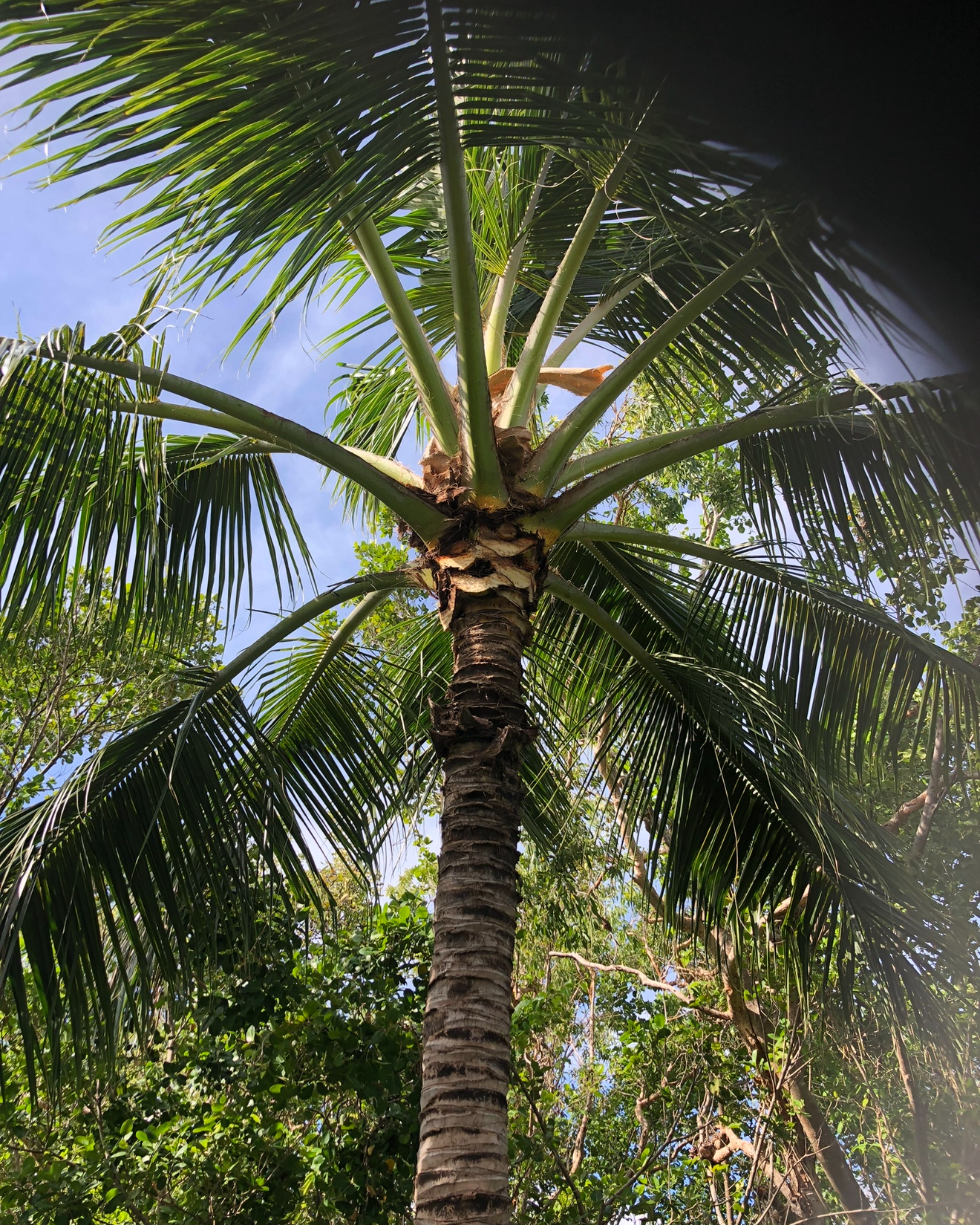 Looking up at a tall palm tree with green fronds against a blue sky with some clouds, surrounded by other green trees and foliage.