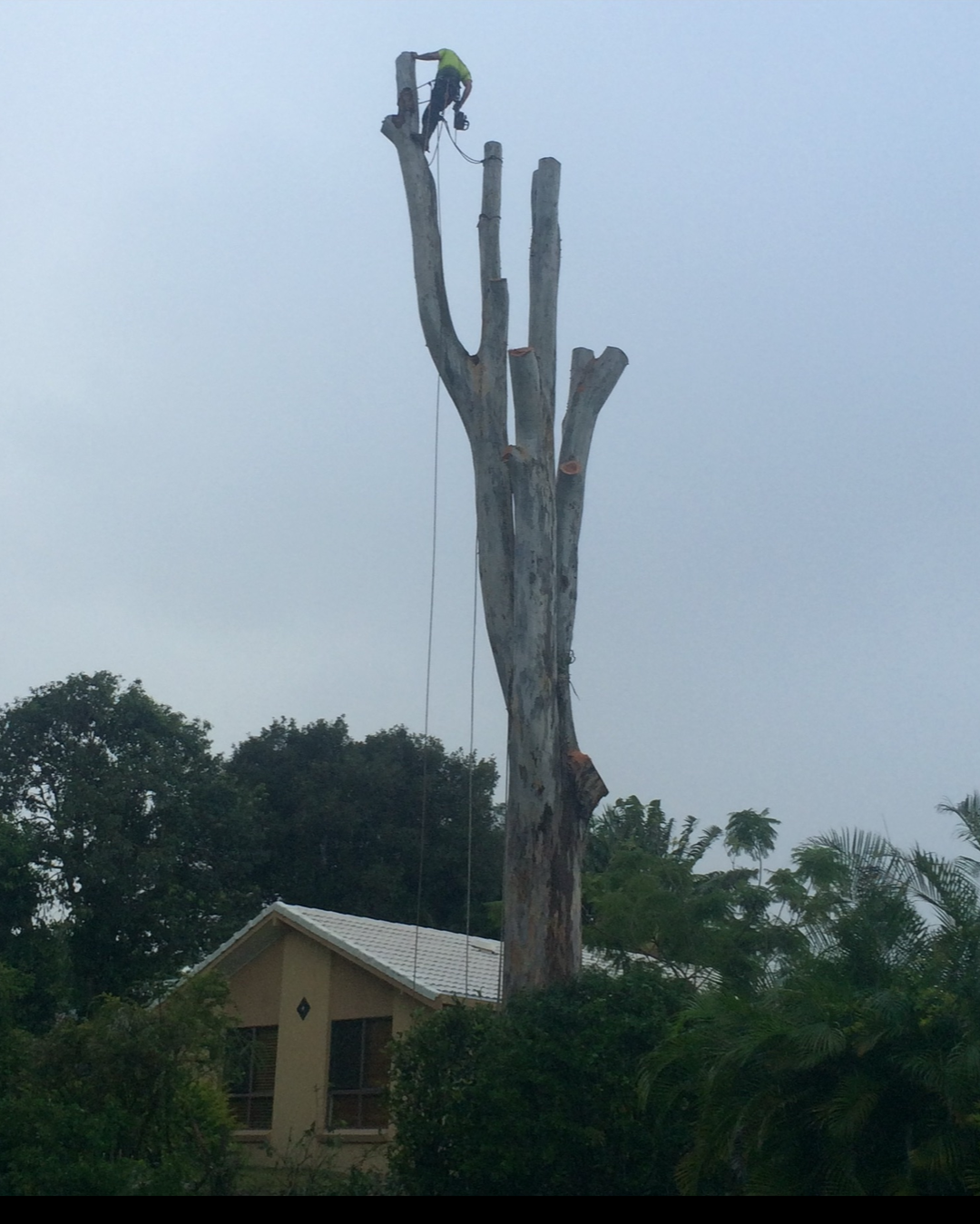 A worker trimming a tall, leafless tree with large branches in a residential area, with a house and greenery in the background.