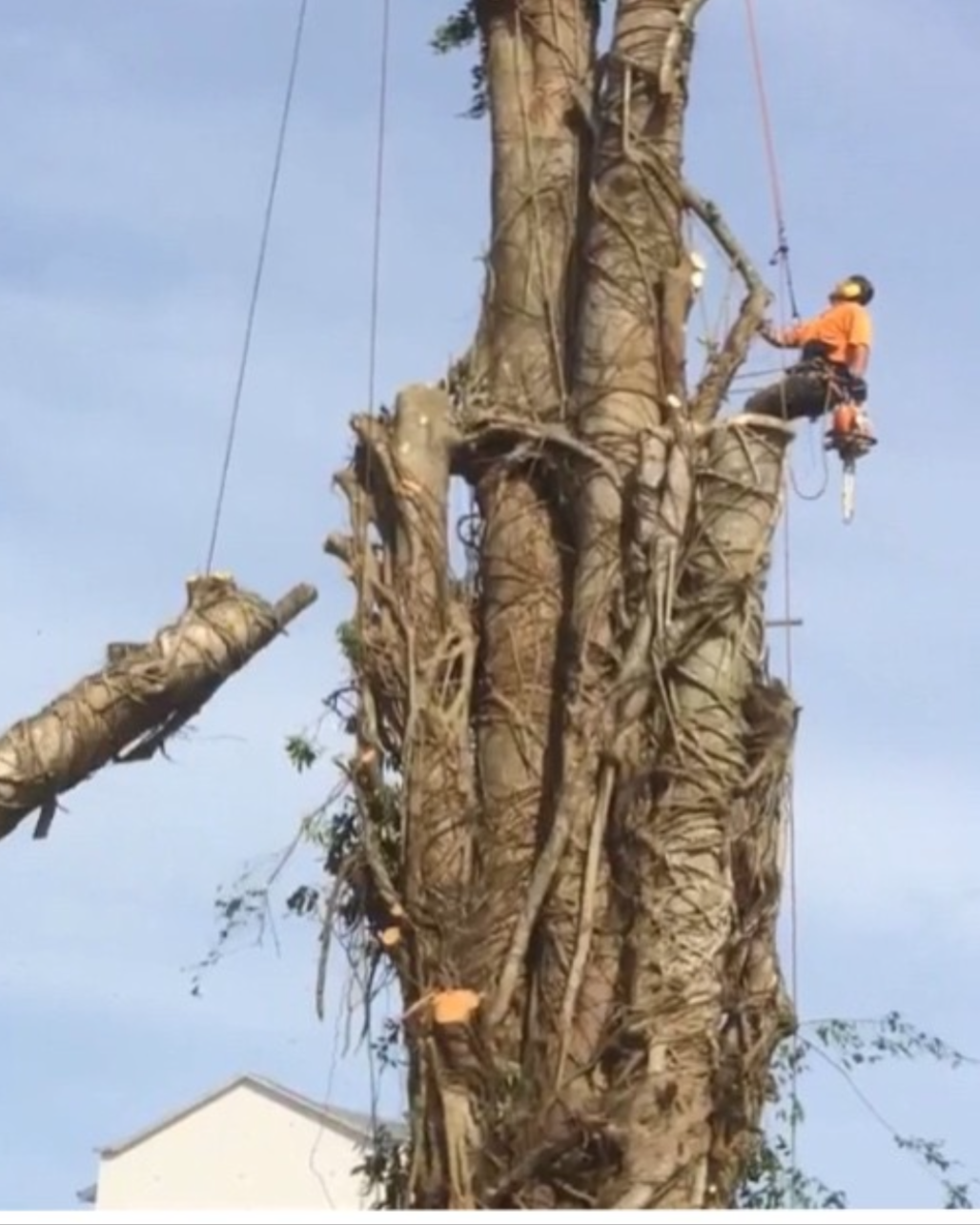 Tree trimming worker in orange safety gear using a harness and rope to cut branches from a tall, thick tree.