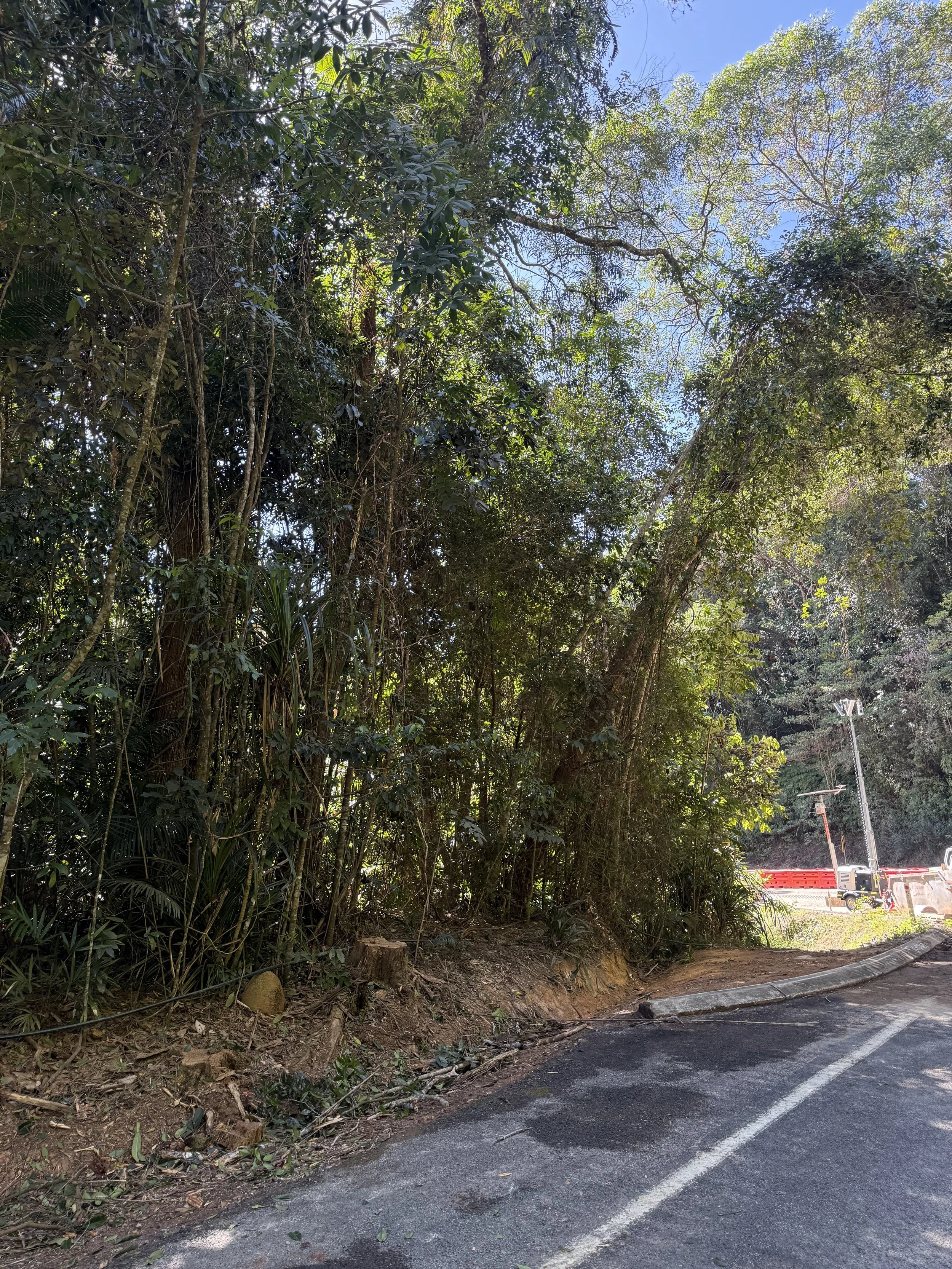 Dense trees and foliage along a wooded roadside with a clear blue sky overhead, and some construction or maintenance equipment partially visible in the background.