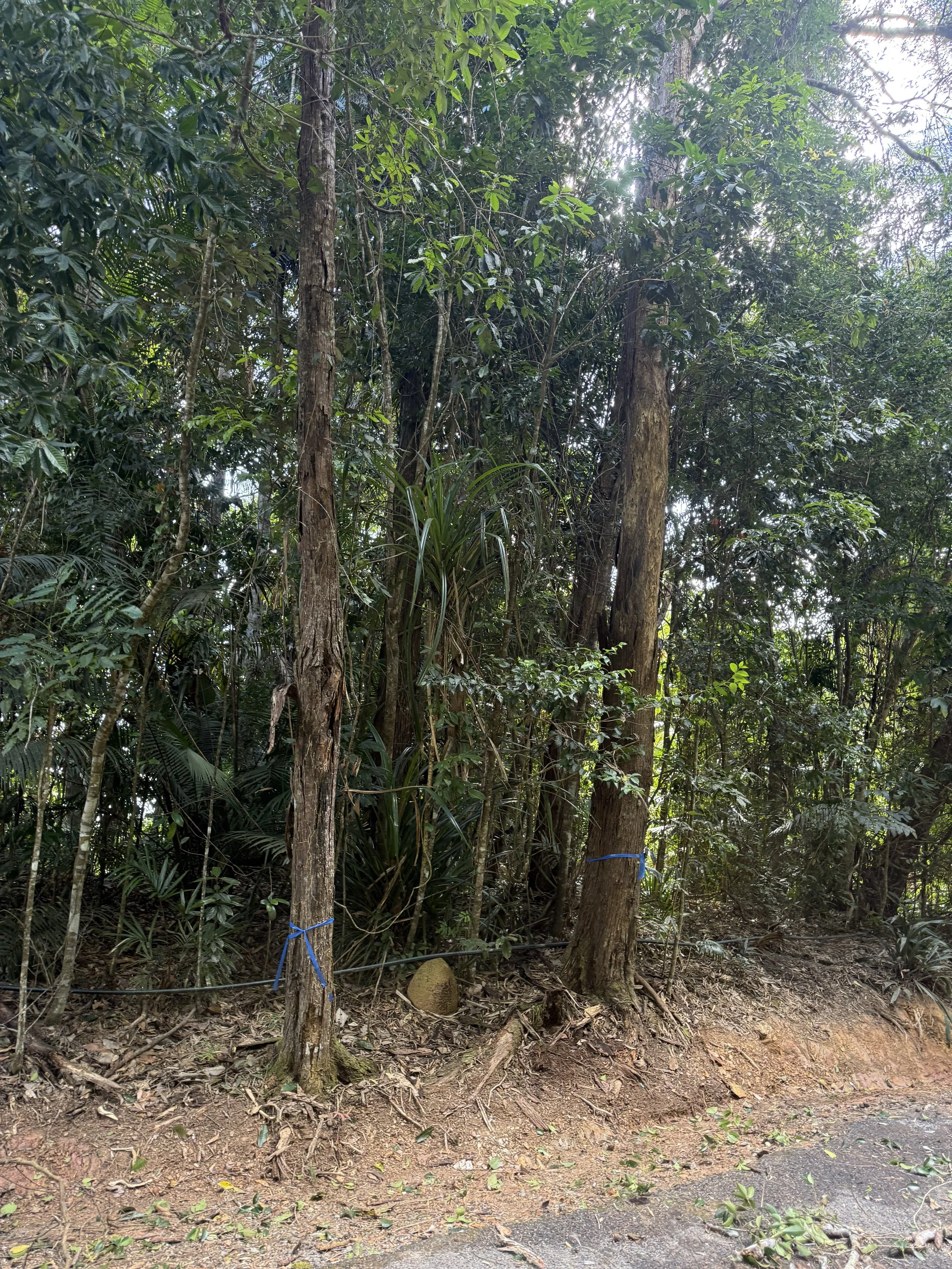 Forest scene with trees, green foliage, and cleared ground with dirt and small plants.