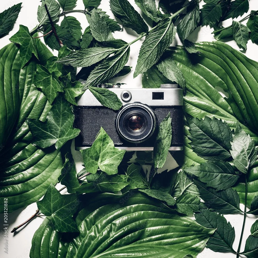 A vintage camera surrounded by green leaves and foliage.