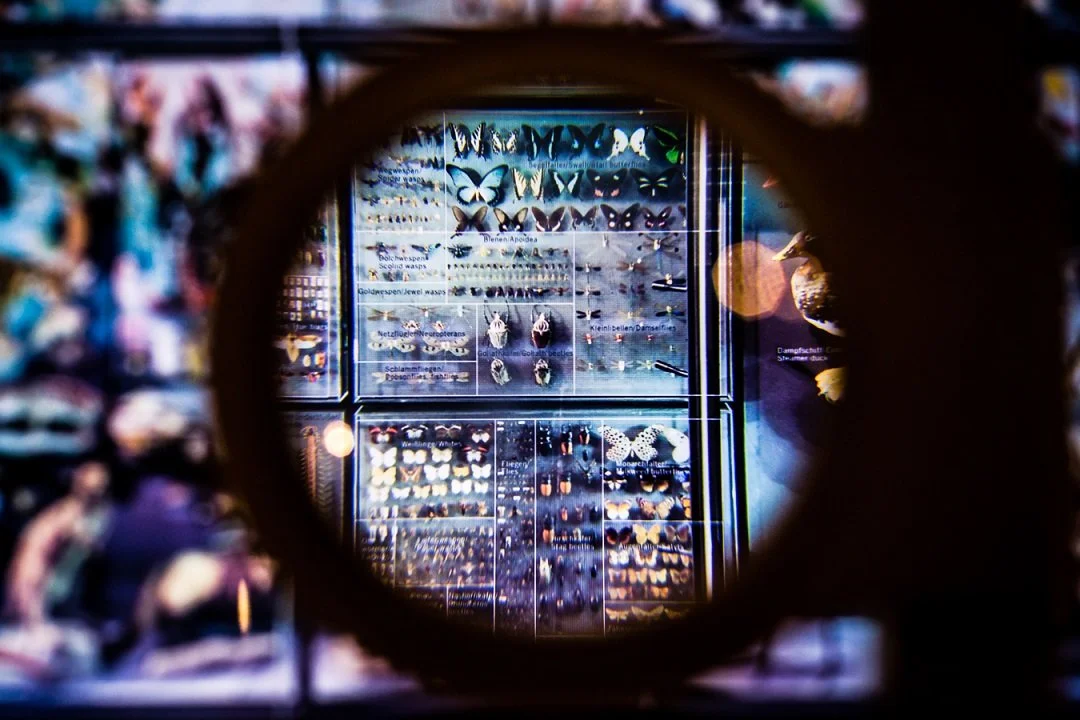 Display case with various butterfly and moth specimens, viewed through a magnifying glass.