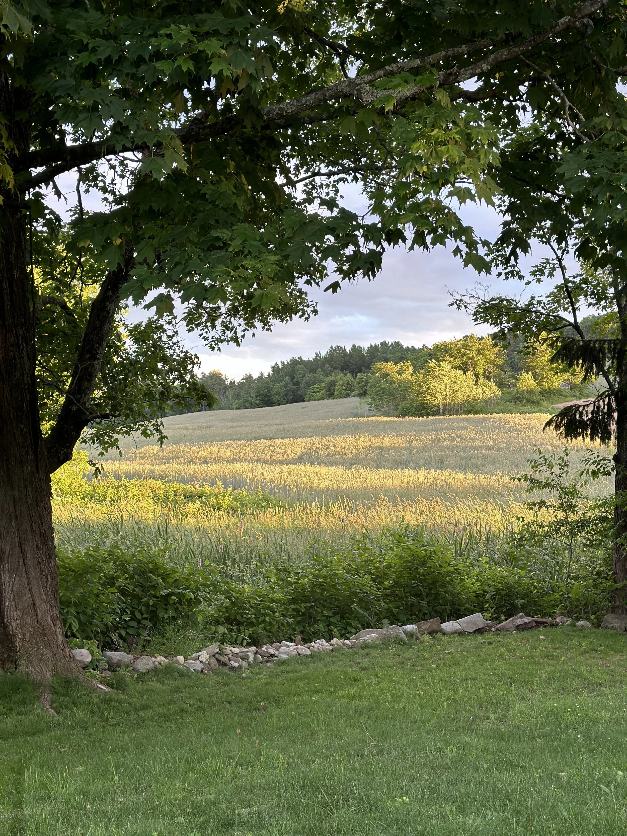 Back corner of property.JPG