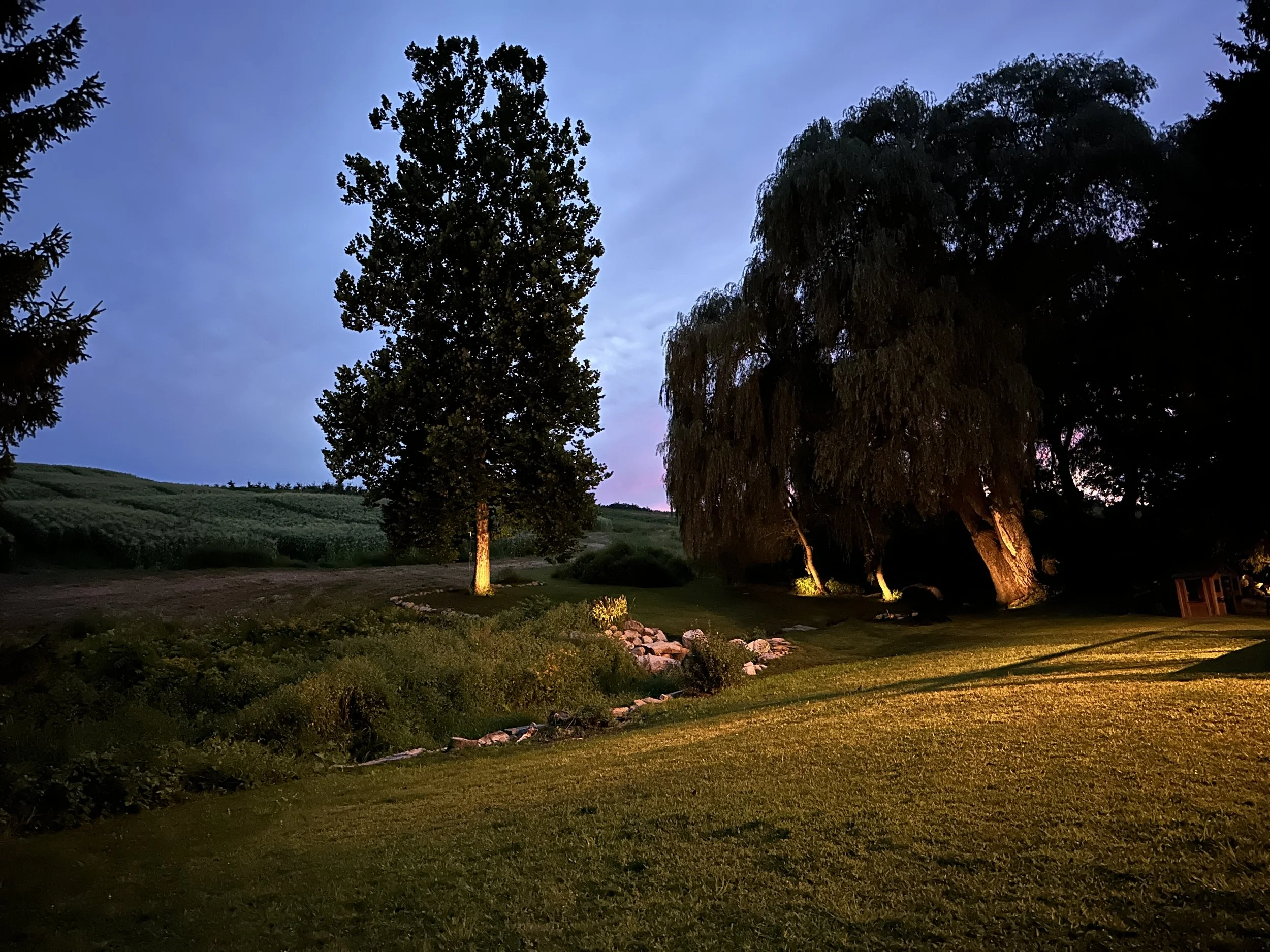Backyard evening.JPG