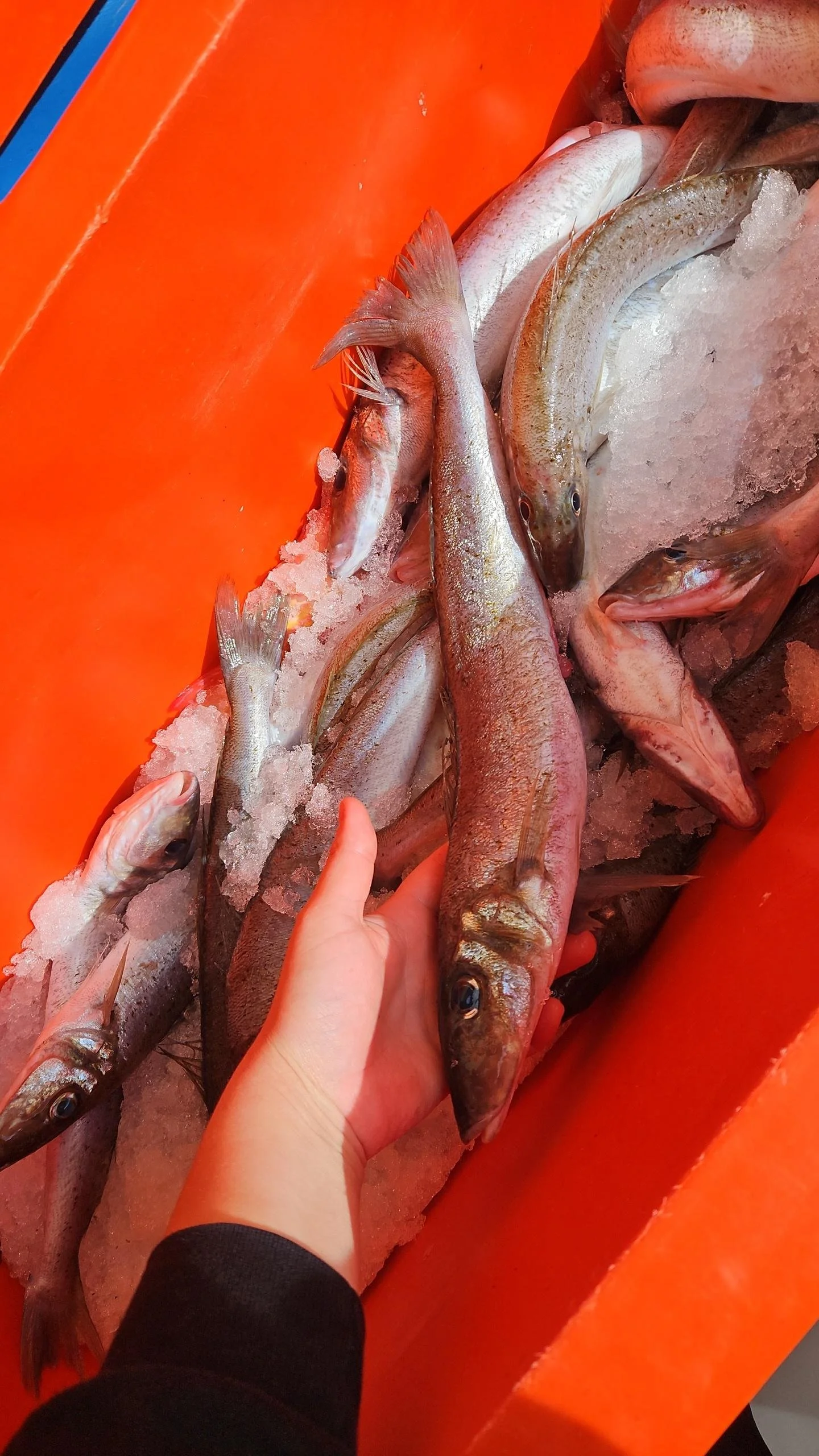 Hand holding a fish on ice among other fish in an orange container.