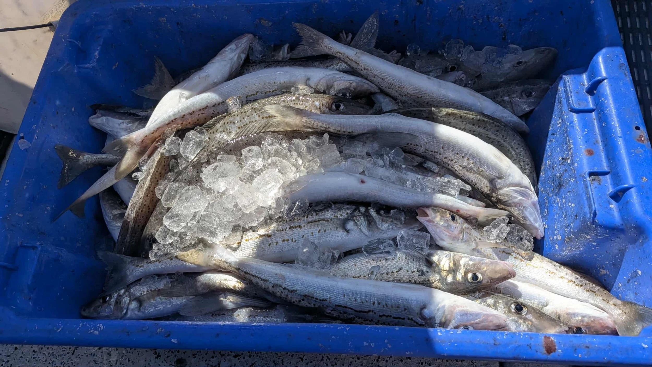 A blue plastic container filled with freshly caught fish lying on ice.