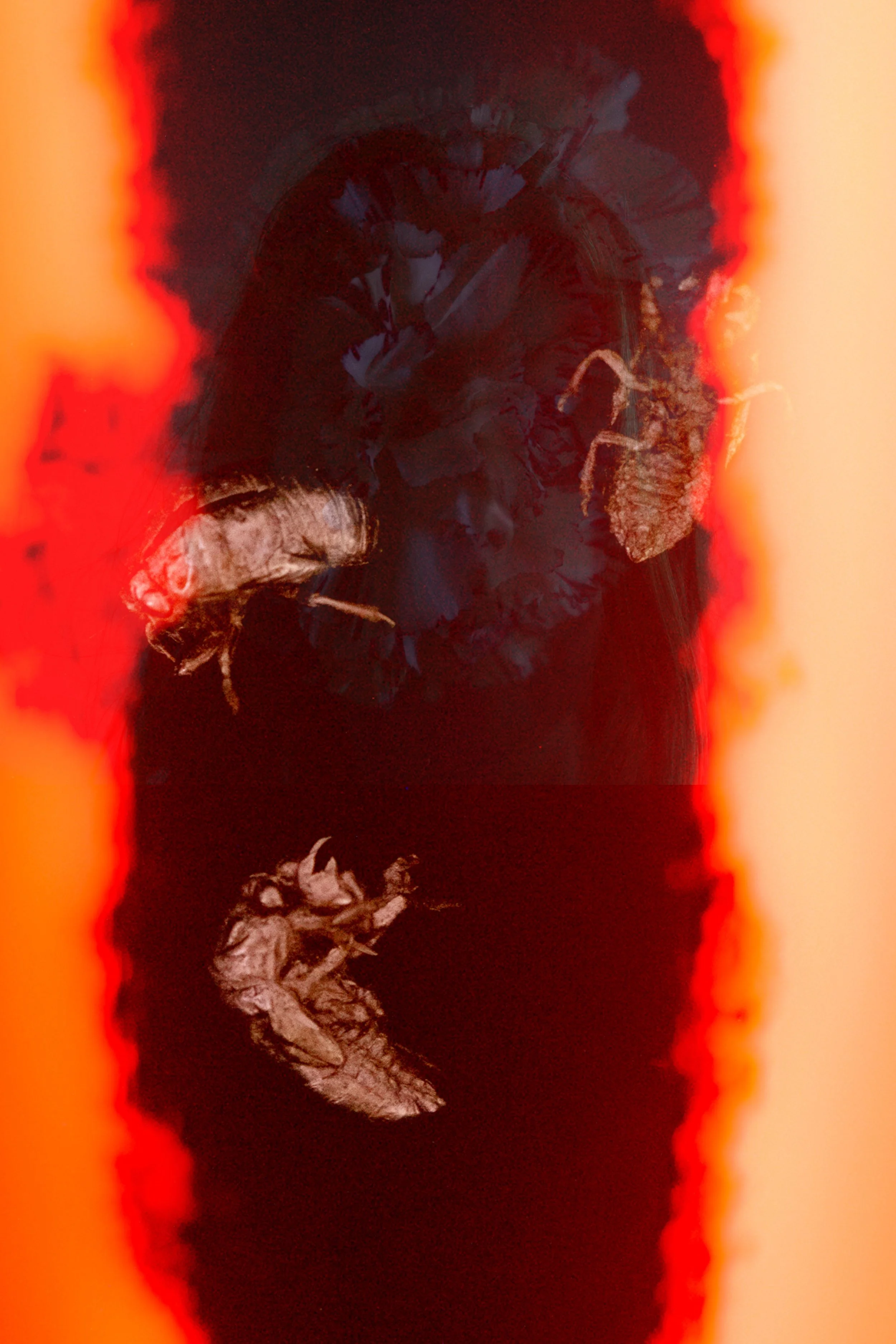 Belongil-7.jpg