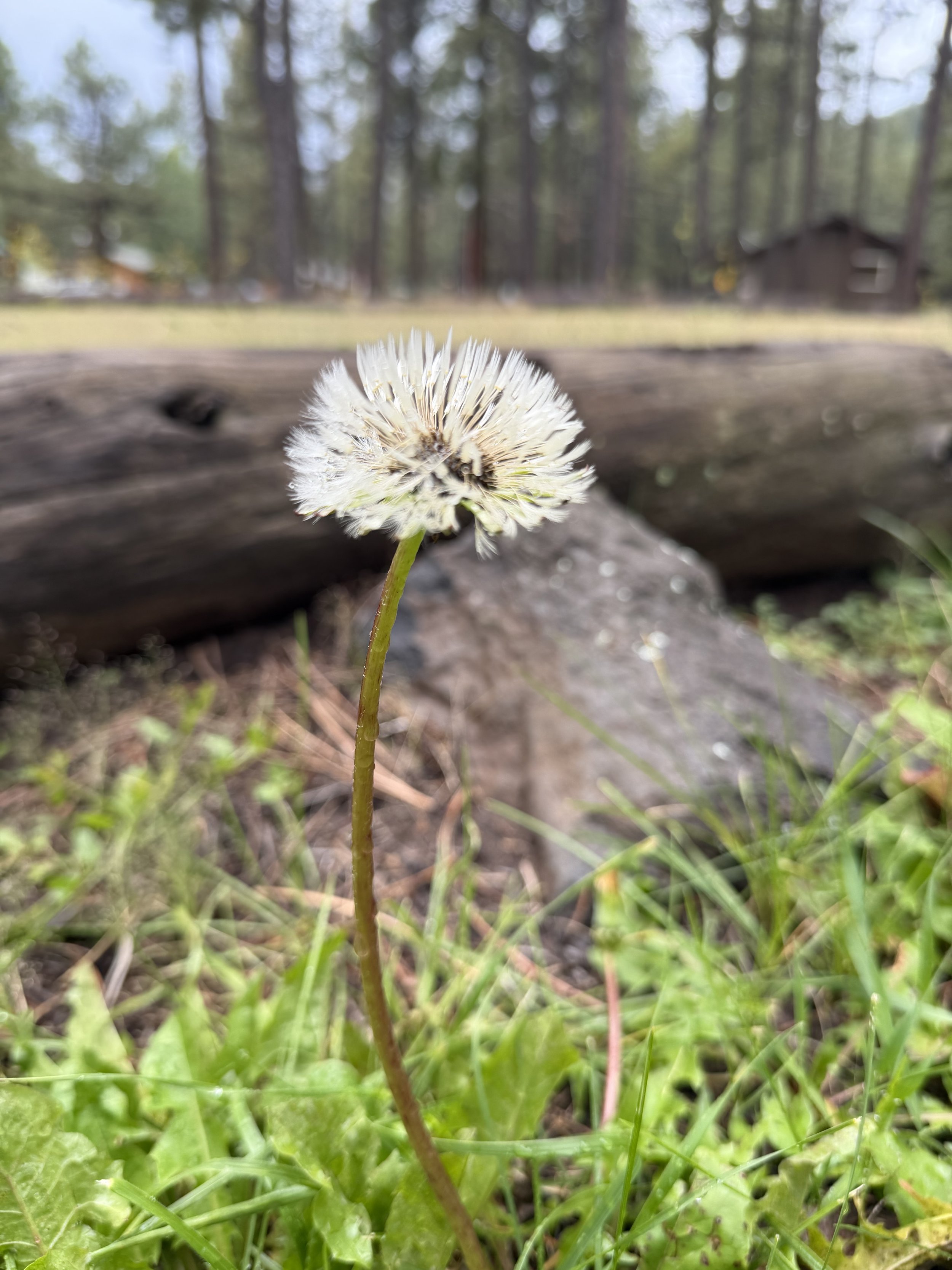A close-up of a dandelion seed head growing in green grass with a blurred background of trees and a log.