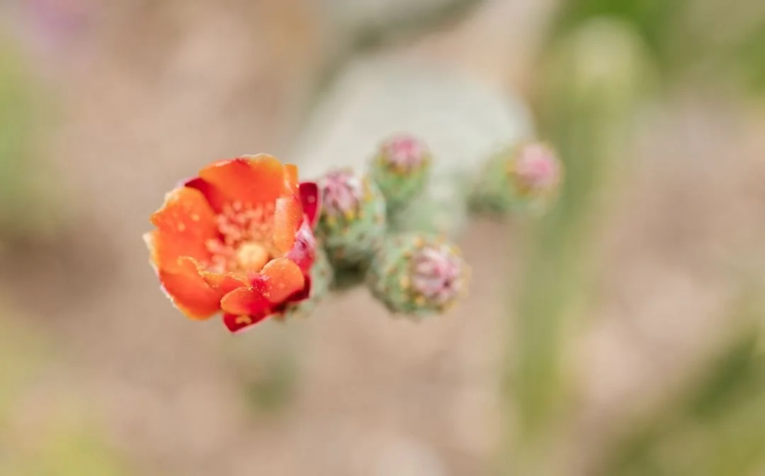 Close-up of a blooming cactus flower with orange petals and pink buds in the background.