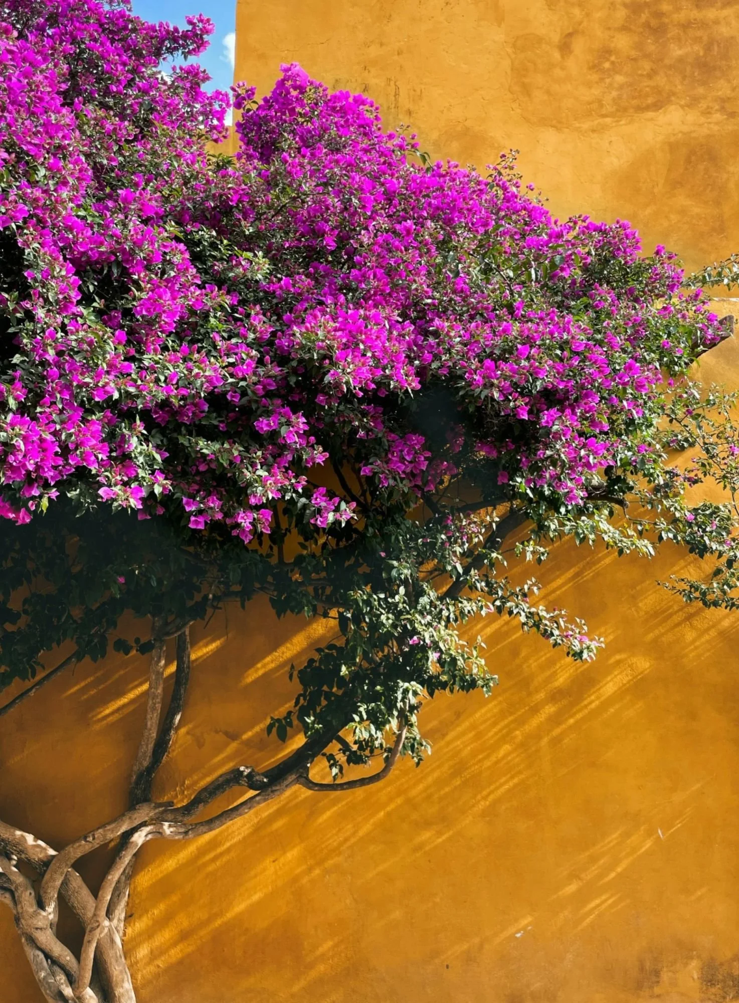 Bright pink bougainvillea flowers against a yellow stucco wall, with a small branch and green leaves visible.