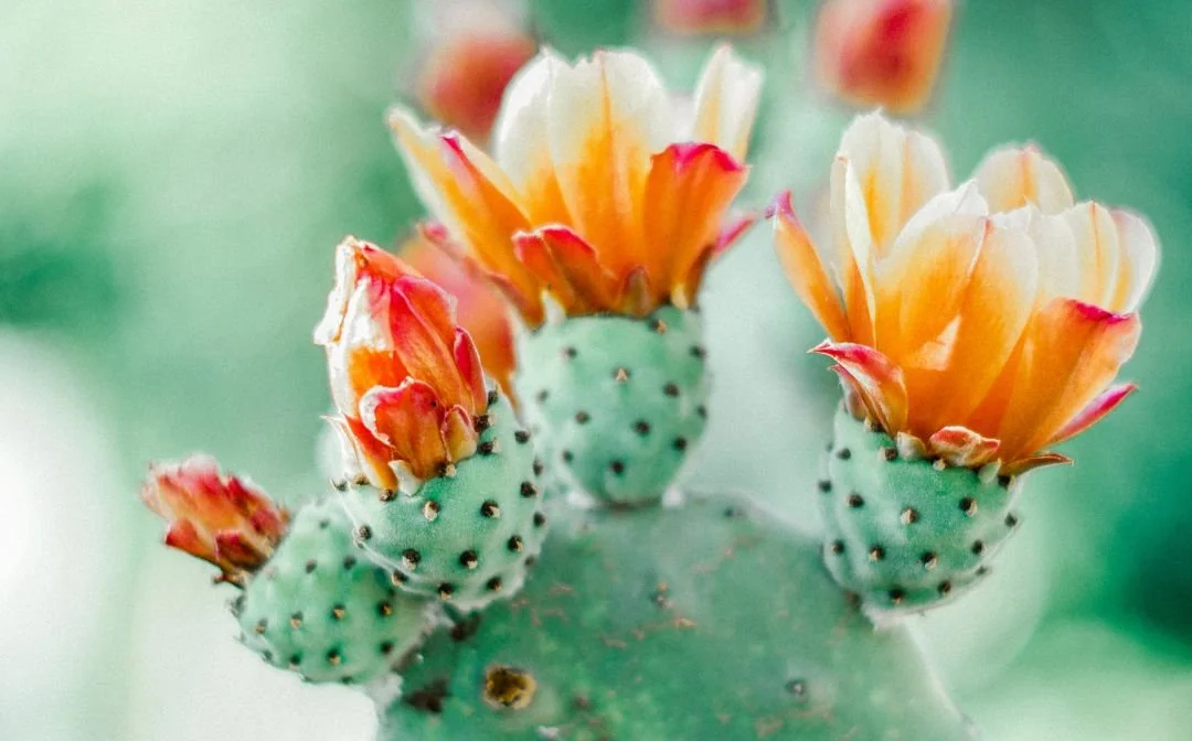 Cactus plant with orange and yellow flowers in bloom.