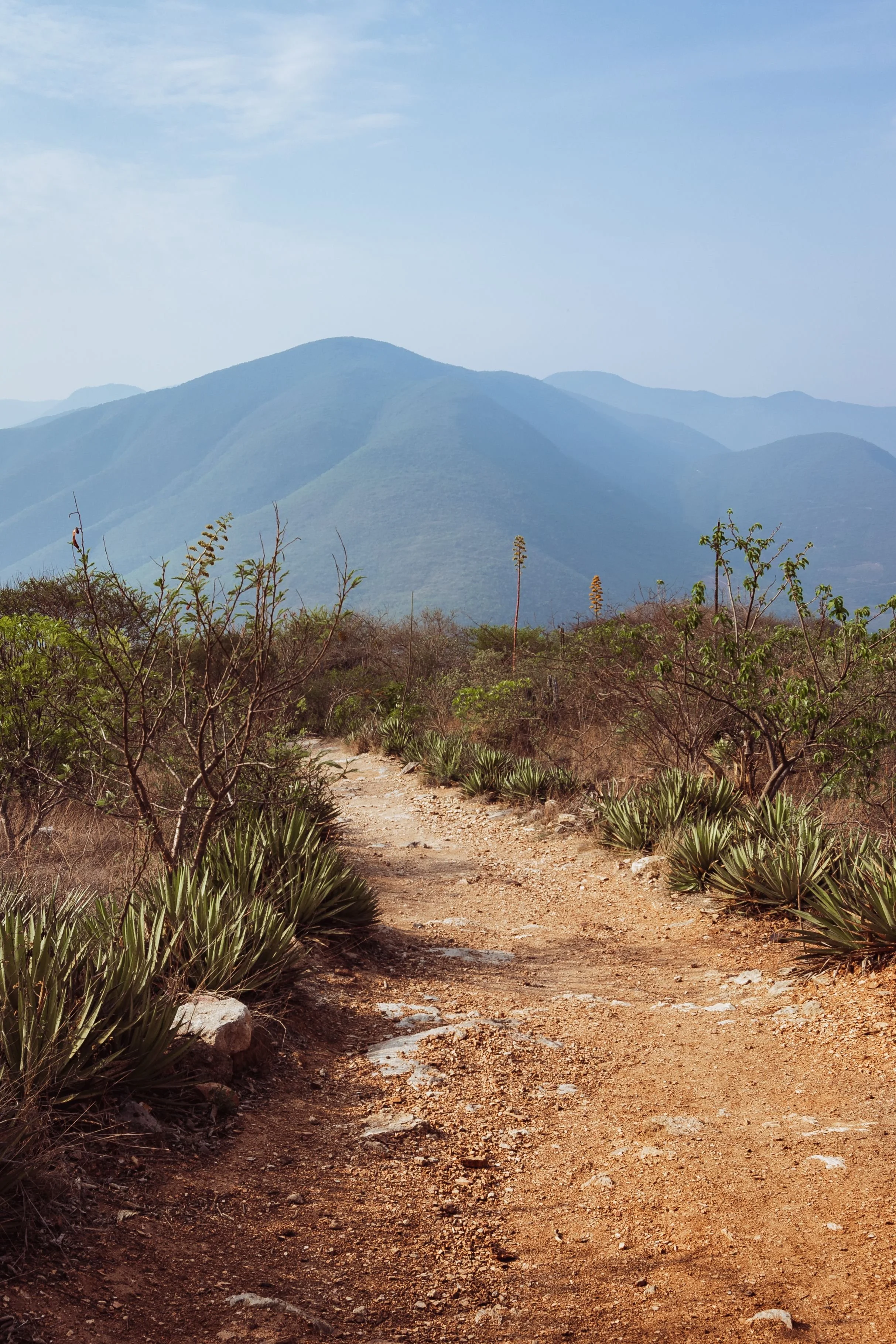 A dirt path winds through a desert landscape with sparse cacti and dry shrubs, leading towards distant green hills under a partly cloudy sky.