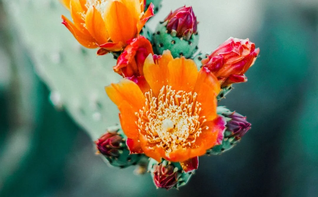 Close-up of a blooming orange cactus flower surrounded by small buds on a cactus pad.