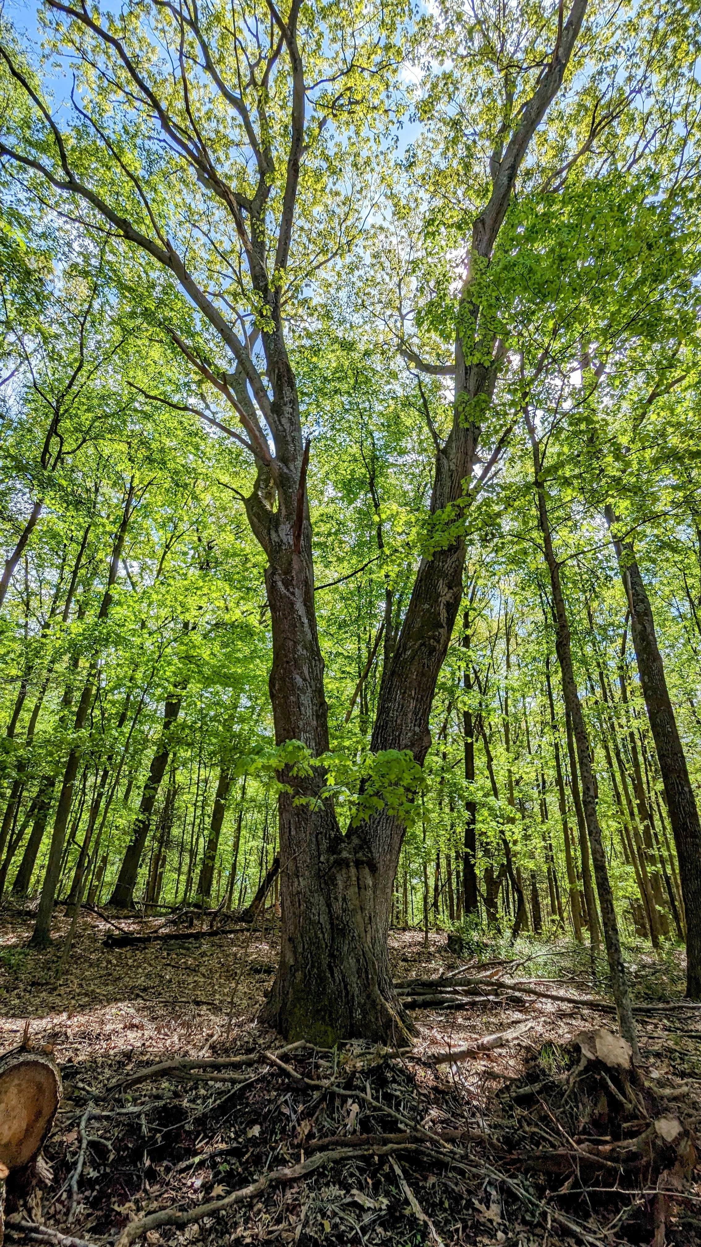 Large mature tree rising through the green summer forest at Pasture Prime Acres.