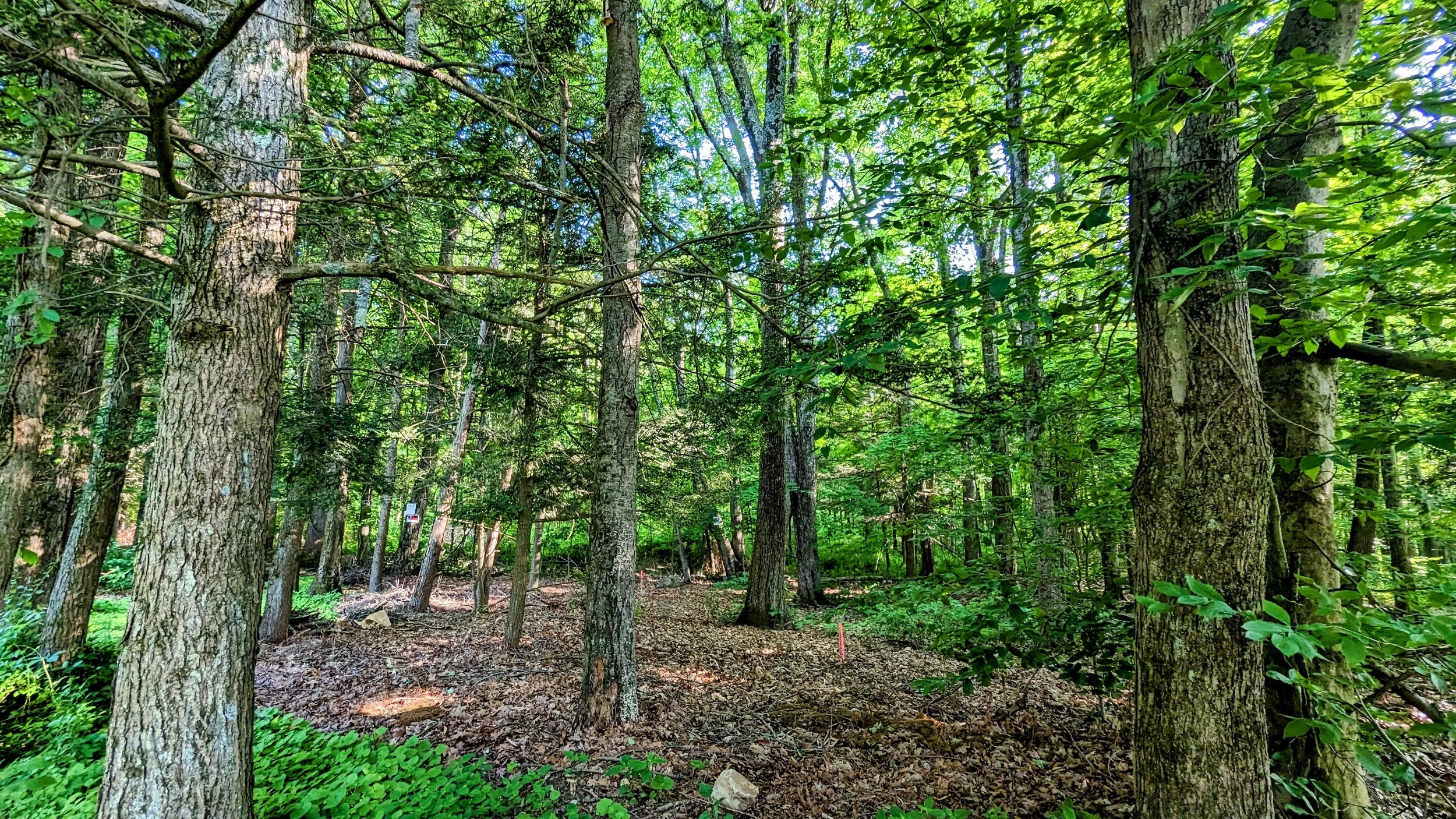 Leafy green forest with mature trees and a leaf-covered forest floor at Pasture Prime Acres.