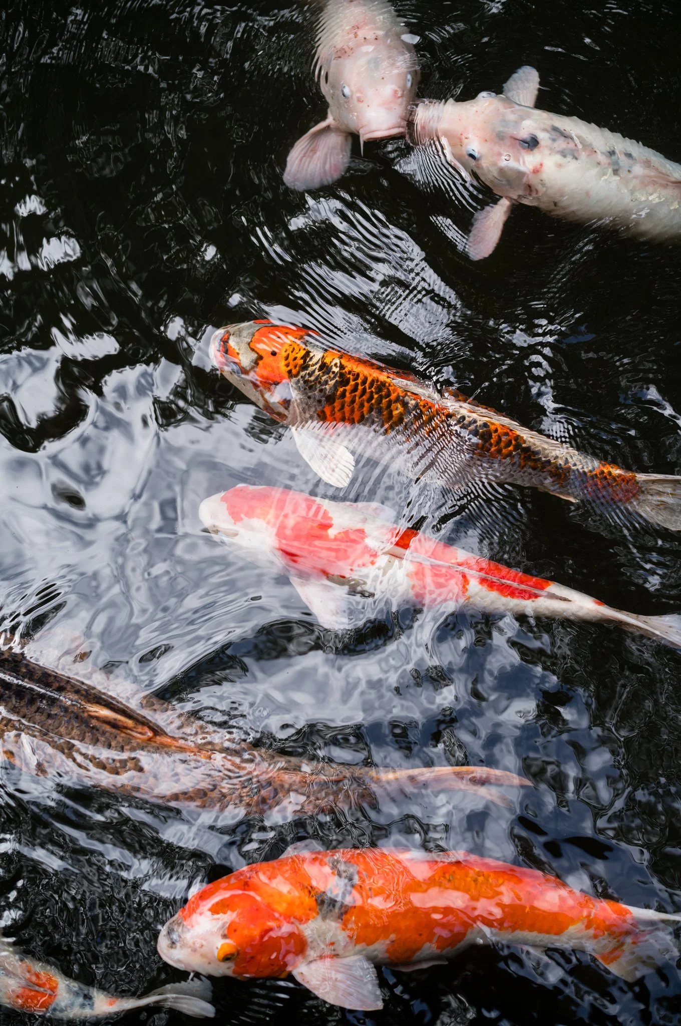 L1006284.jpg