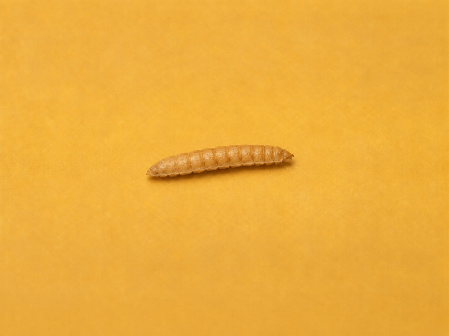 BSF Larvae