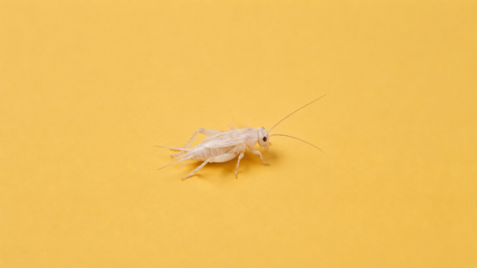 Acheta domesticus