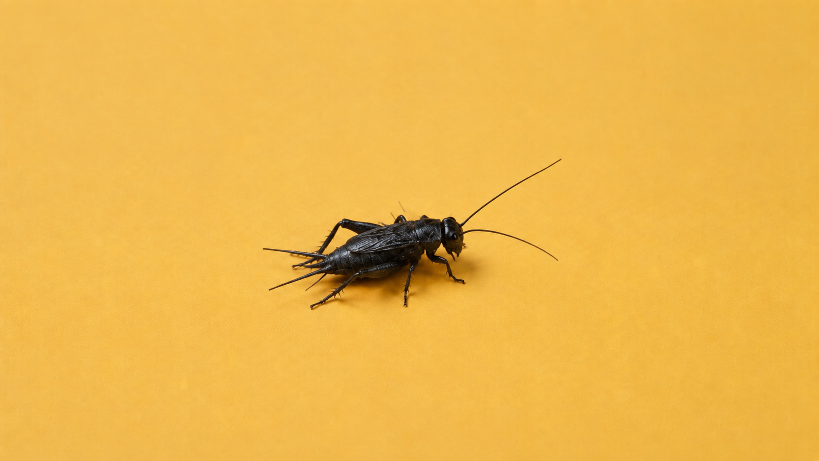 Gryllus bimaculatus