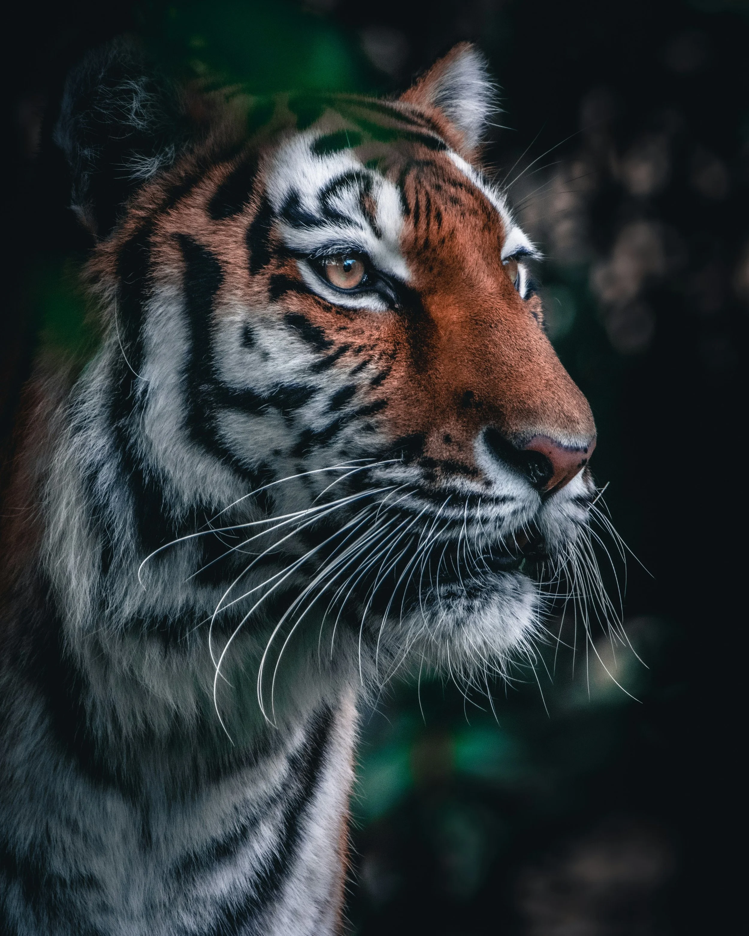 Hello Tiger! Hello Mouse!