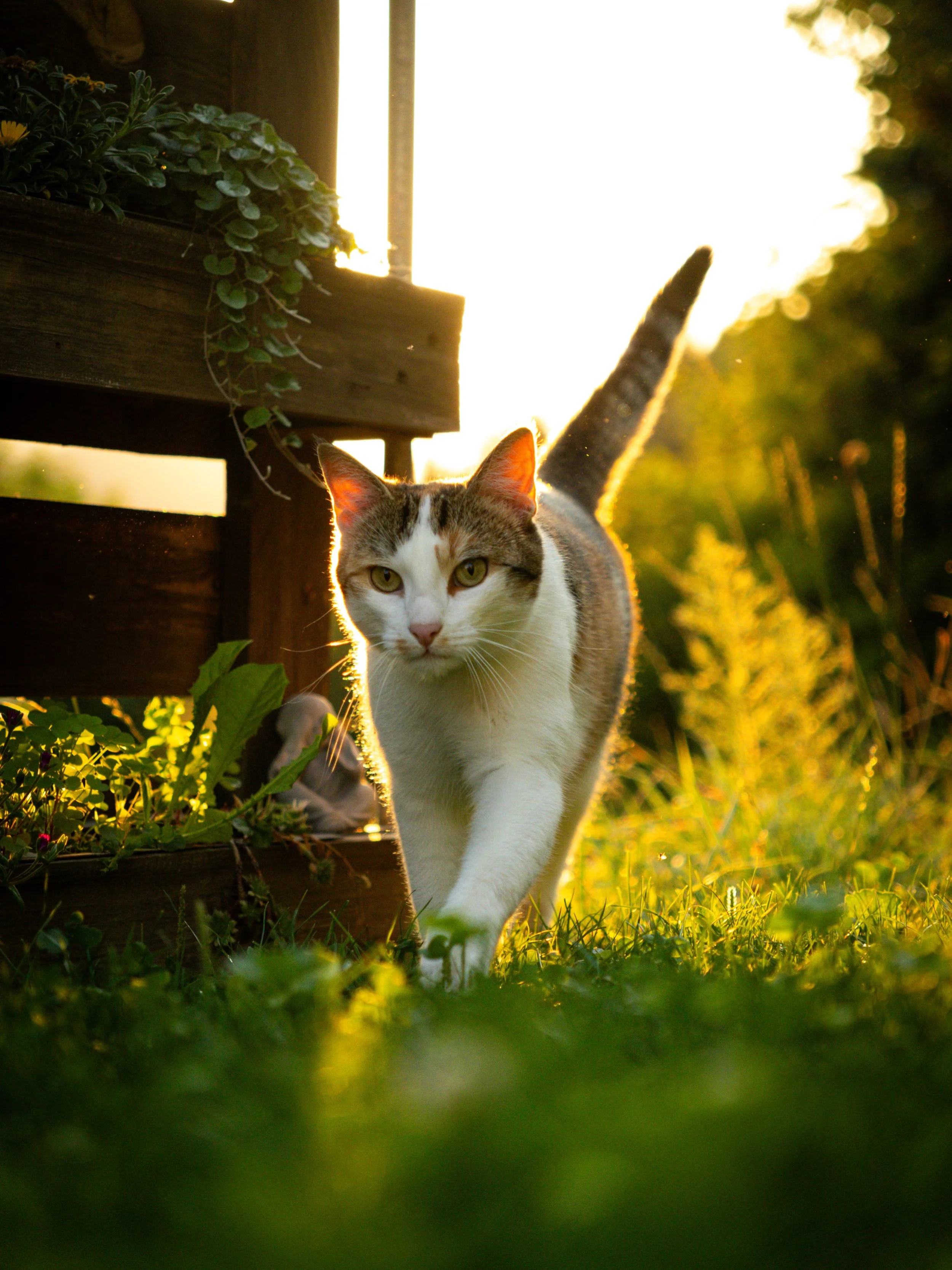 Golden hour hits different. 🌅🐈✨ 

#goldehour #cats_of_instagram #beauties #k&auml;rnten #austria