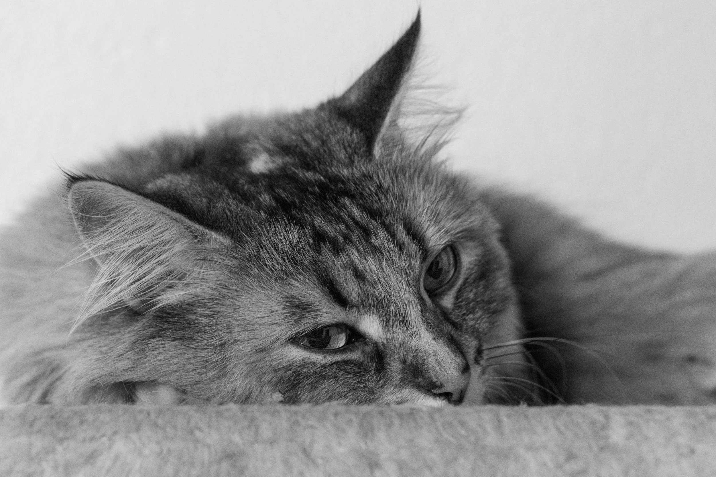 Black&amp;grey🖤🩶 

#petphotography #catsanddogs #canonphotography #animalphotography #k&auml;rnten