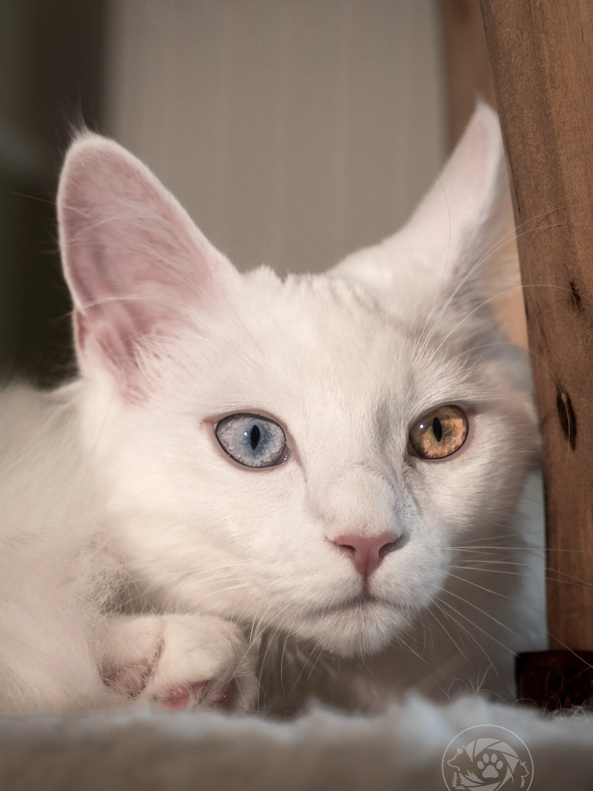 Different eyes. Same chaos.🐾

Hast Du Lust auf ein Shooting deines Vierbeiners? 📸
Meld Dich gerne beim mir🫶🏼

#petportrait #tierfotografie #petphotography #mainecoonbaby