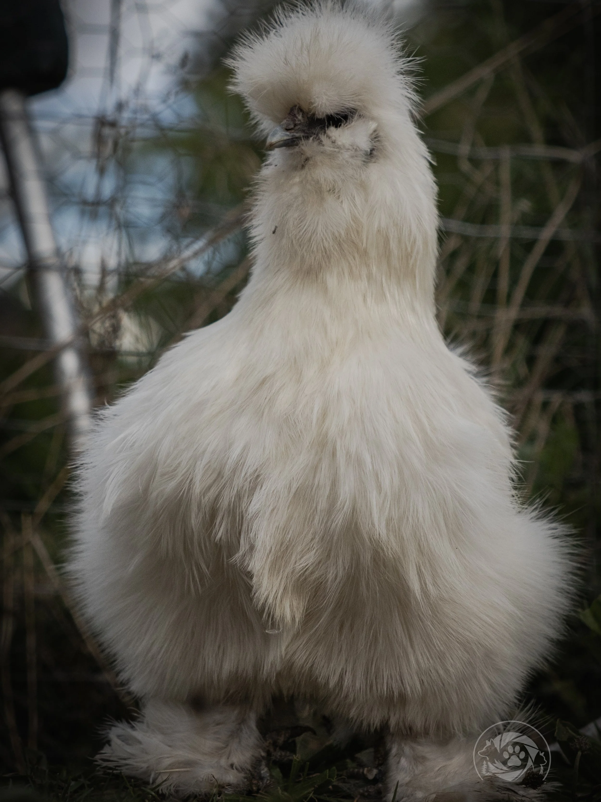 Nice chicks🐔
Auch Gefl&uuml;gel bleibt nicht verschont📸

#animalphotography #photography #chickenofinstagram #austria