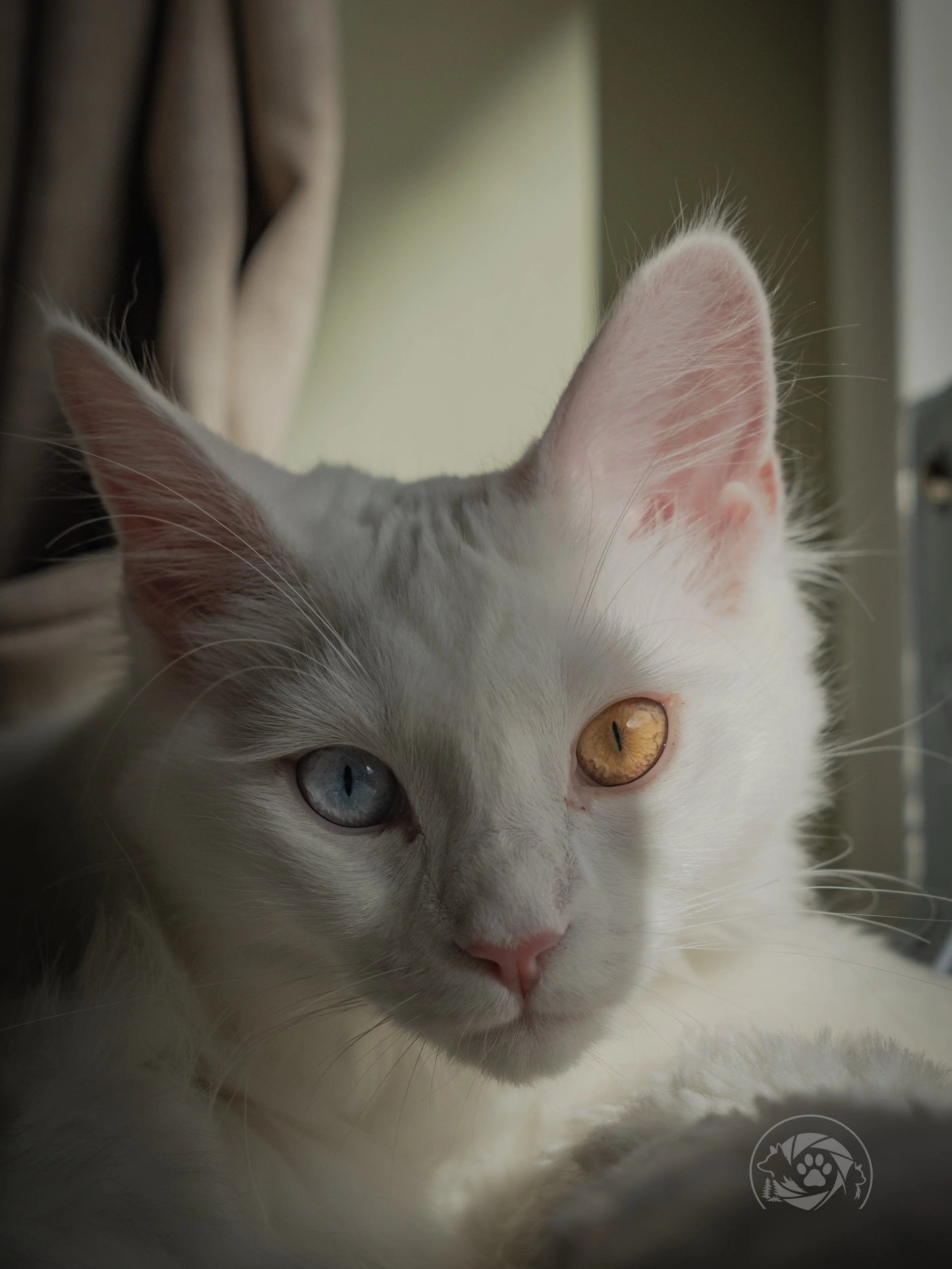 Heute durfte ich diese wundersch&ouml;nen Main Coon M&auml;dchen ablichten📸🥰 Danke f&uuml;rs Vertrauen😊 @mimi_ratheiser  #maincooncat #beauties #petphotoshoot #cats_of_instagram