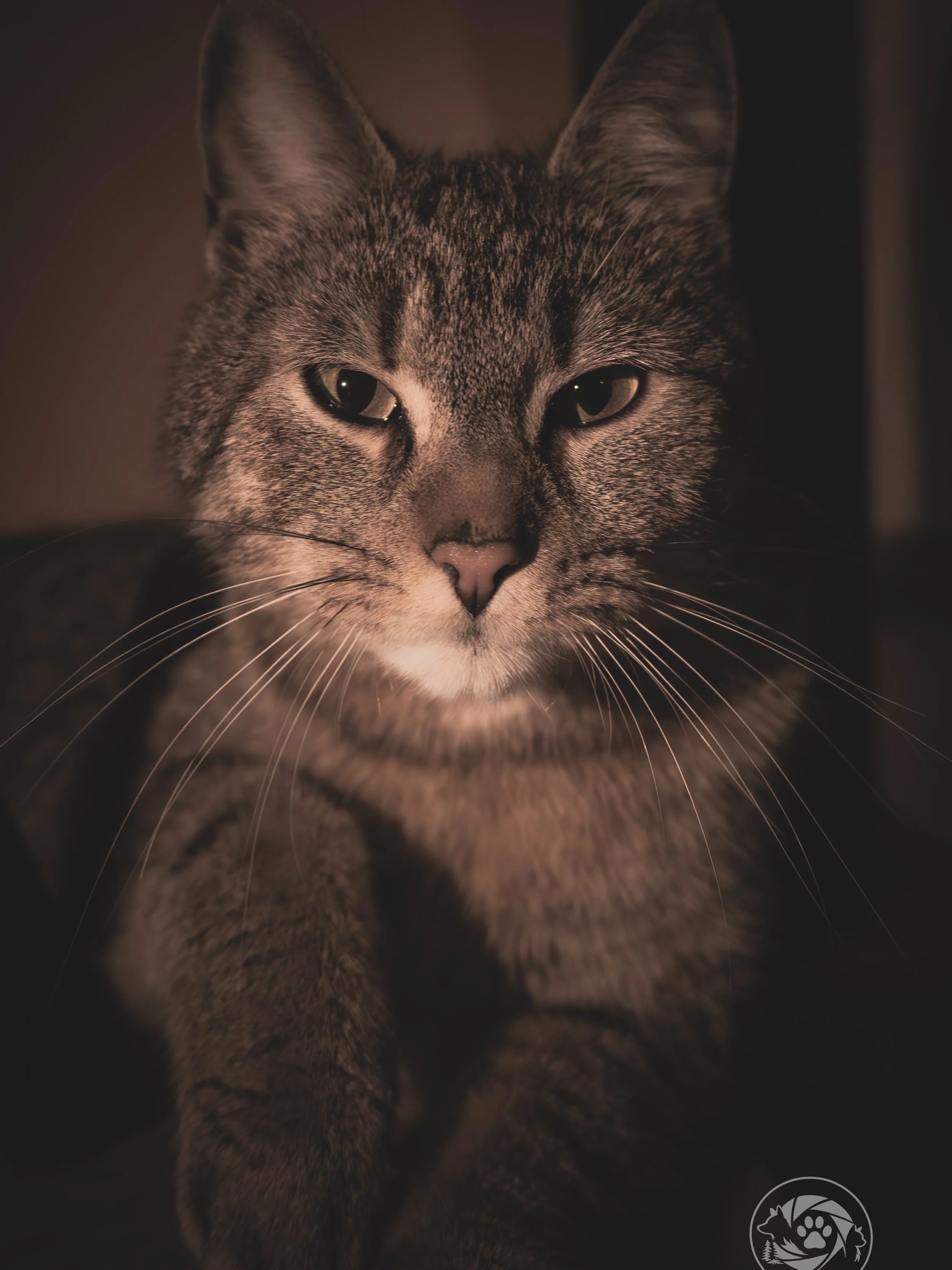 &bdquo;Zwischen Schatten und Stille liegt oft der ehrlichste Blick.&ldquo; 🖤🐾

Nicht laut.
Nicht perfekt.
Einfach echt.

#catphotography #moodygrams #petphotography #catportrait #darkmood
