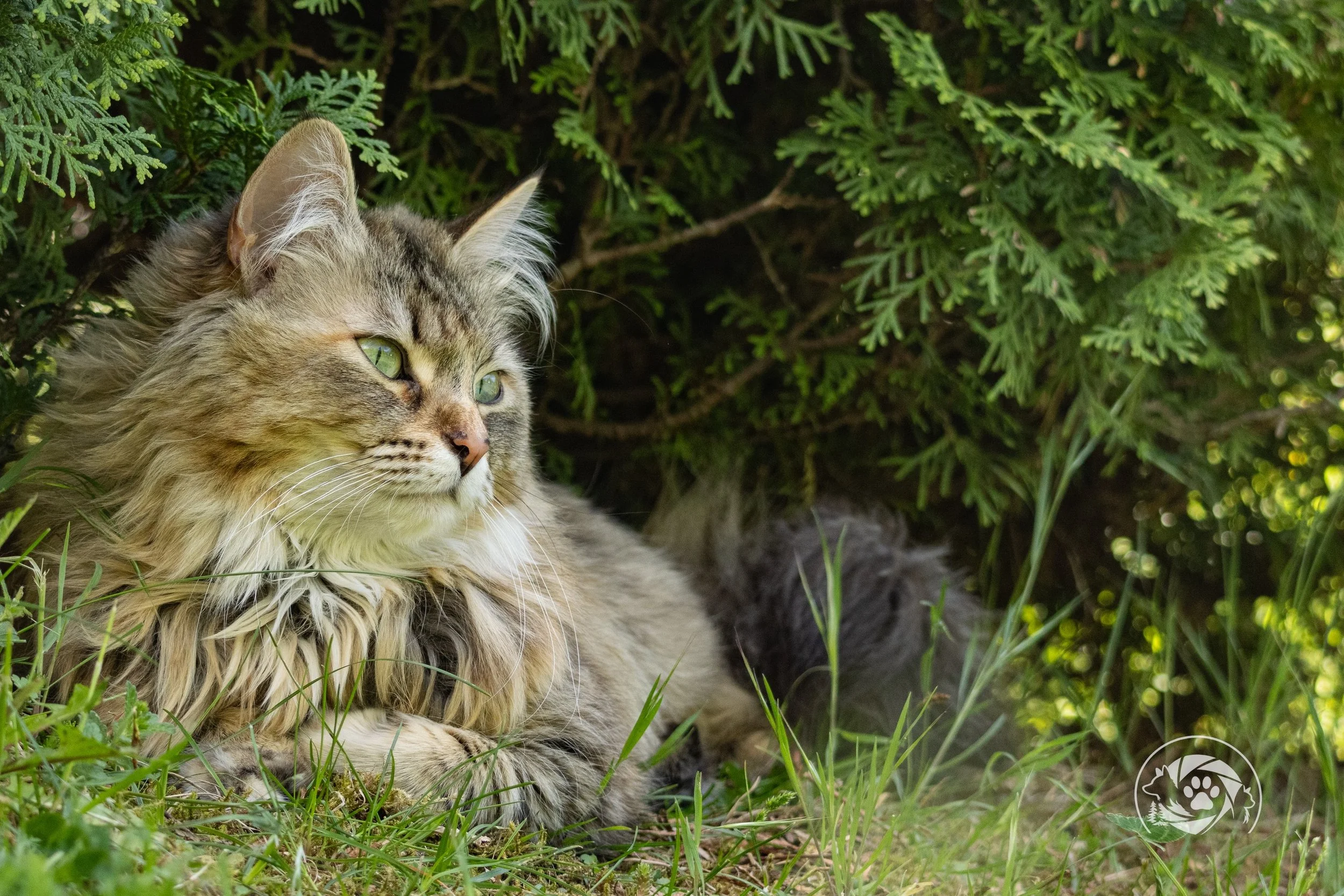 &bdquo;Zwischen dem ganzen L&auml;rm der Welt gibt es diese stillen Momente.
Kein Stress, keine Hektik &mdash; nur Sonnenlicht, der Geruch von Gras und ein ruhiger Blick zwischen den &Auml;sten. 🐾🍃
Genau solche Augenblicke sind der Grund, warum ich