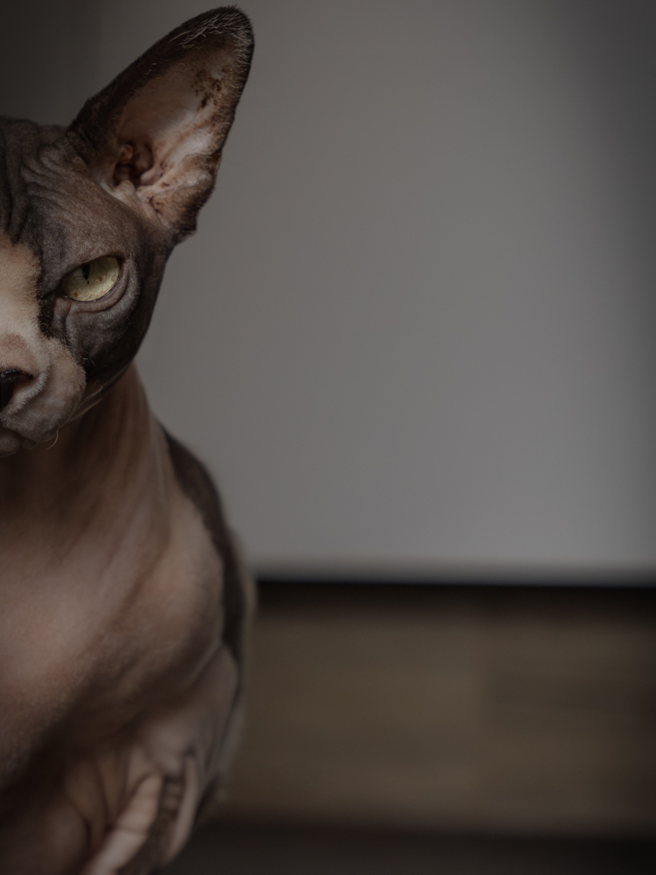 Die drei Musketiere⚔️

🐈Alexis, Nepi &amp; Robert, drei ganz besondere Wesen, die ich fotografieren durfte. 

📍Homeshoot

#pet #shooting #canon #cat #photoshoot