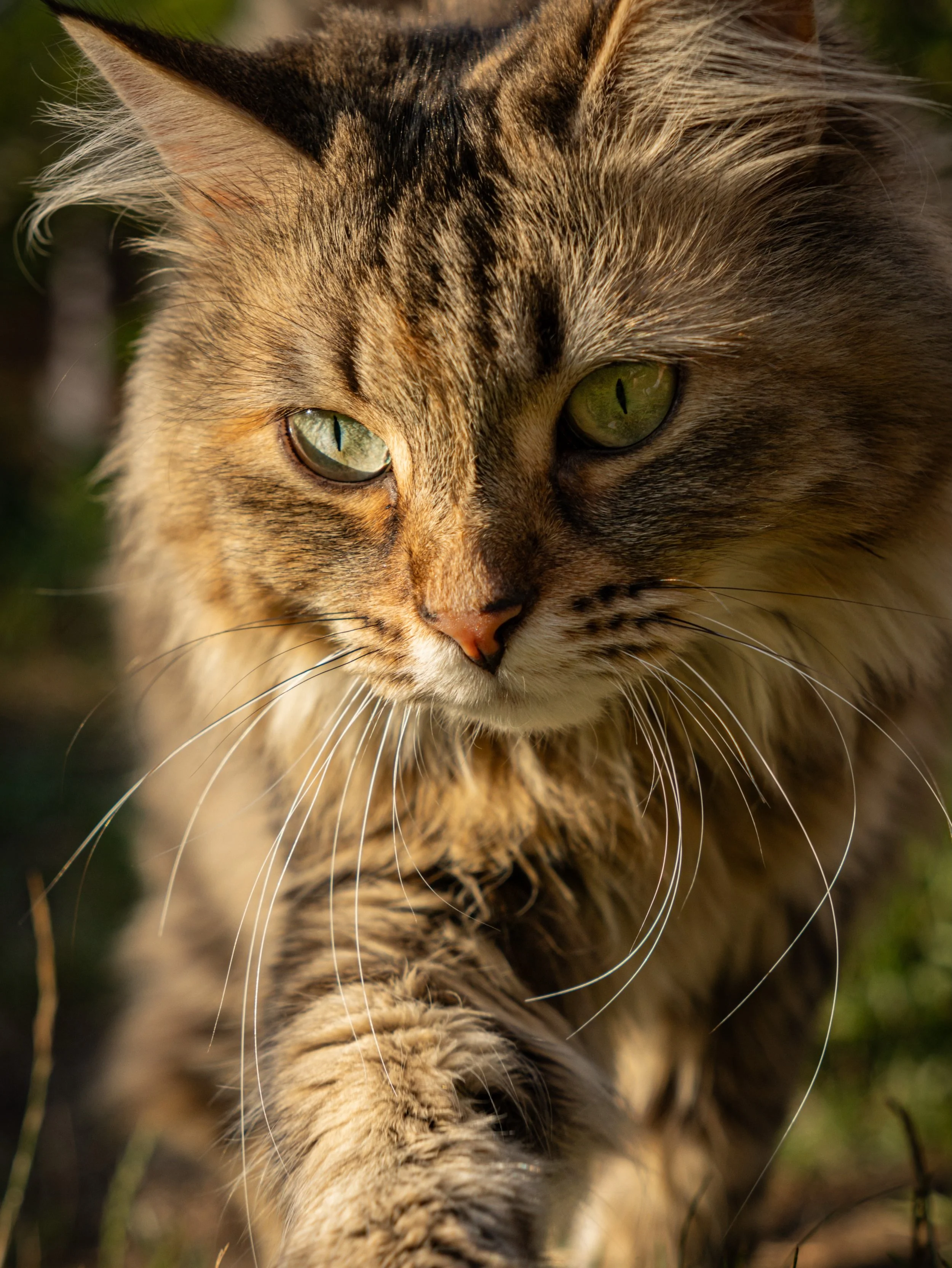 Golden hour. Green eyes. Main character energy. 🐾✨

Wenn das Licht passt und die Katze beschlie&szlig;t, f&uuml;r 30 Sekunden Model zu spielen. 📸😼

#Tierfotografie #Katzenfotografie #GoldenHour #DKPhoto