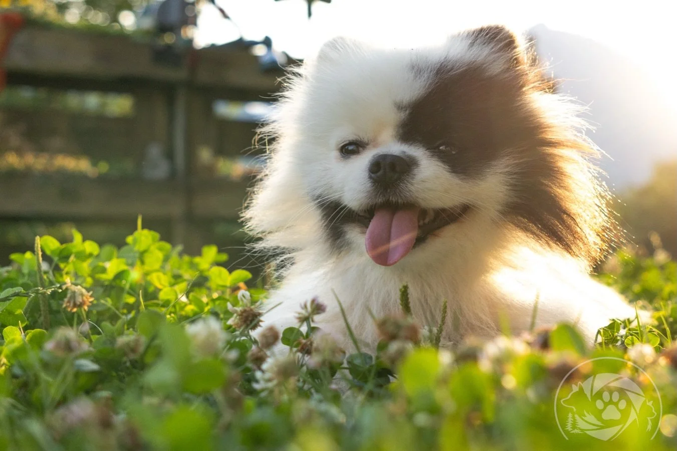 Golden Hour mit Klaus vor der Linse.🤍🖤

#Tierfotografie #Hundefotografie #PetPhotography #Oberk&auml;rnten #DKphoto
