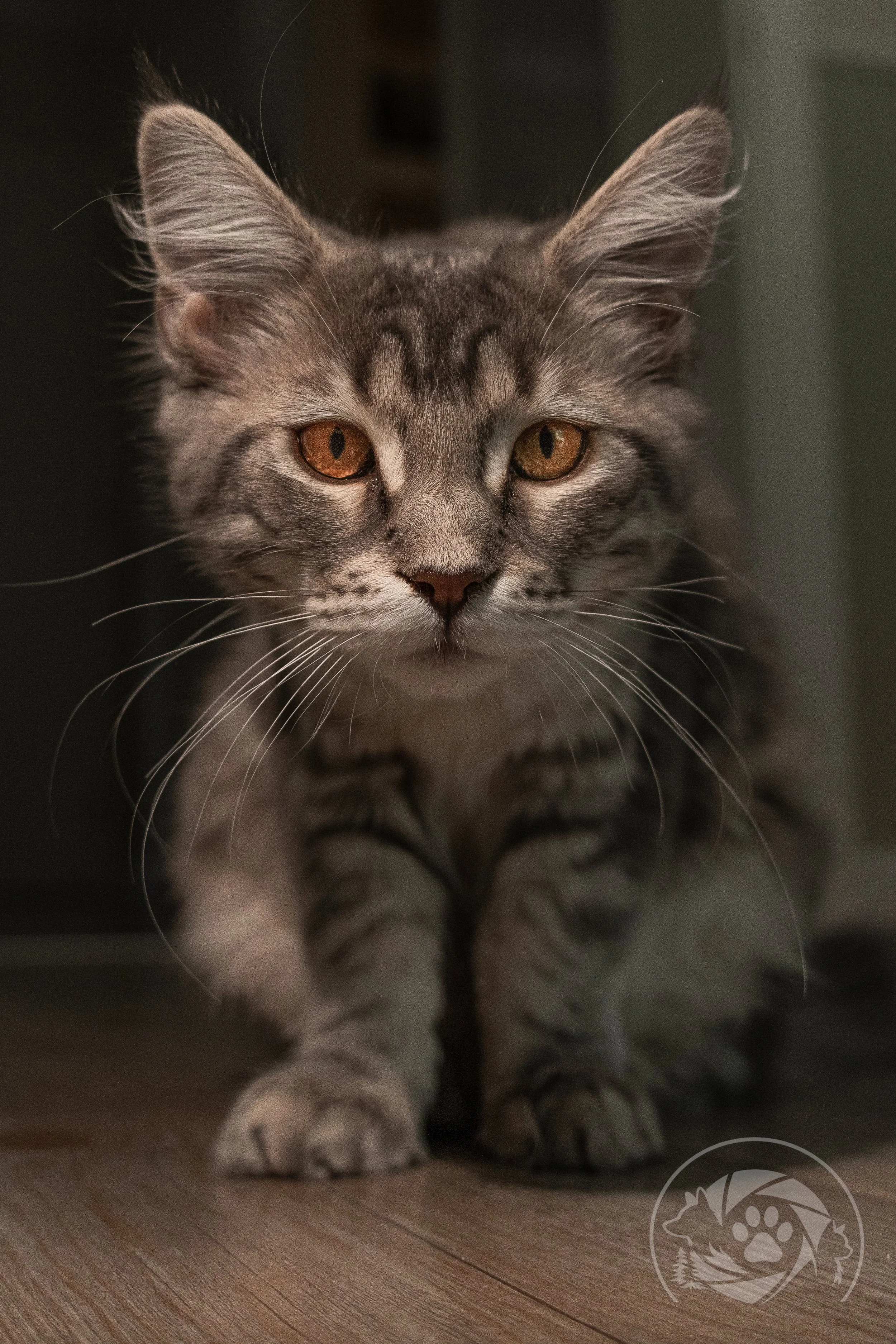 Katzenfotos