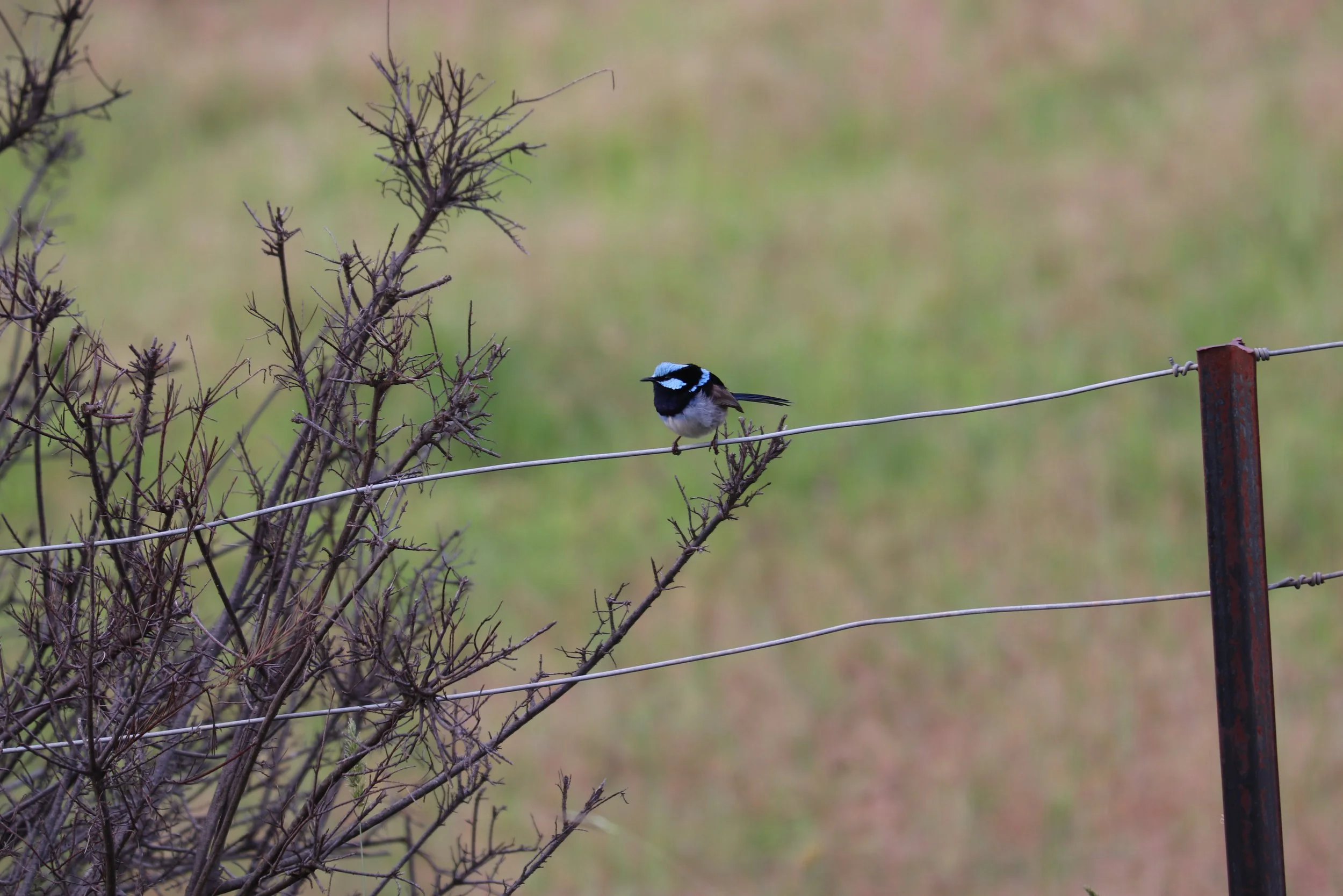 A small bird with black, white, and brown feathers sitting on a wire fence, surrounded by dry, leafless branches, against a blurred green and brown background.